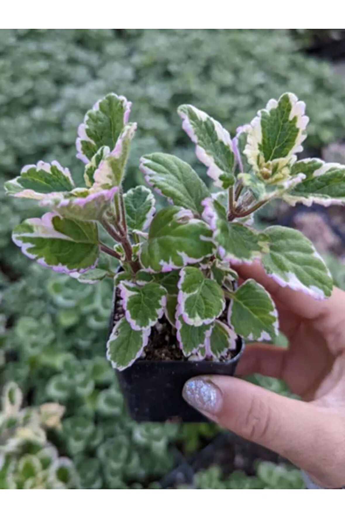 Mini Özel Tür Kokulu Benjamin Çiçeği Fidanı Saksılı 1 ADET 10-20CM