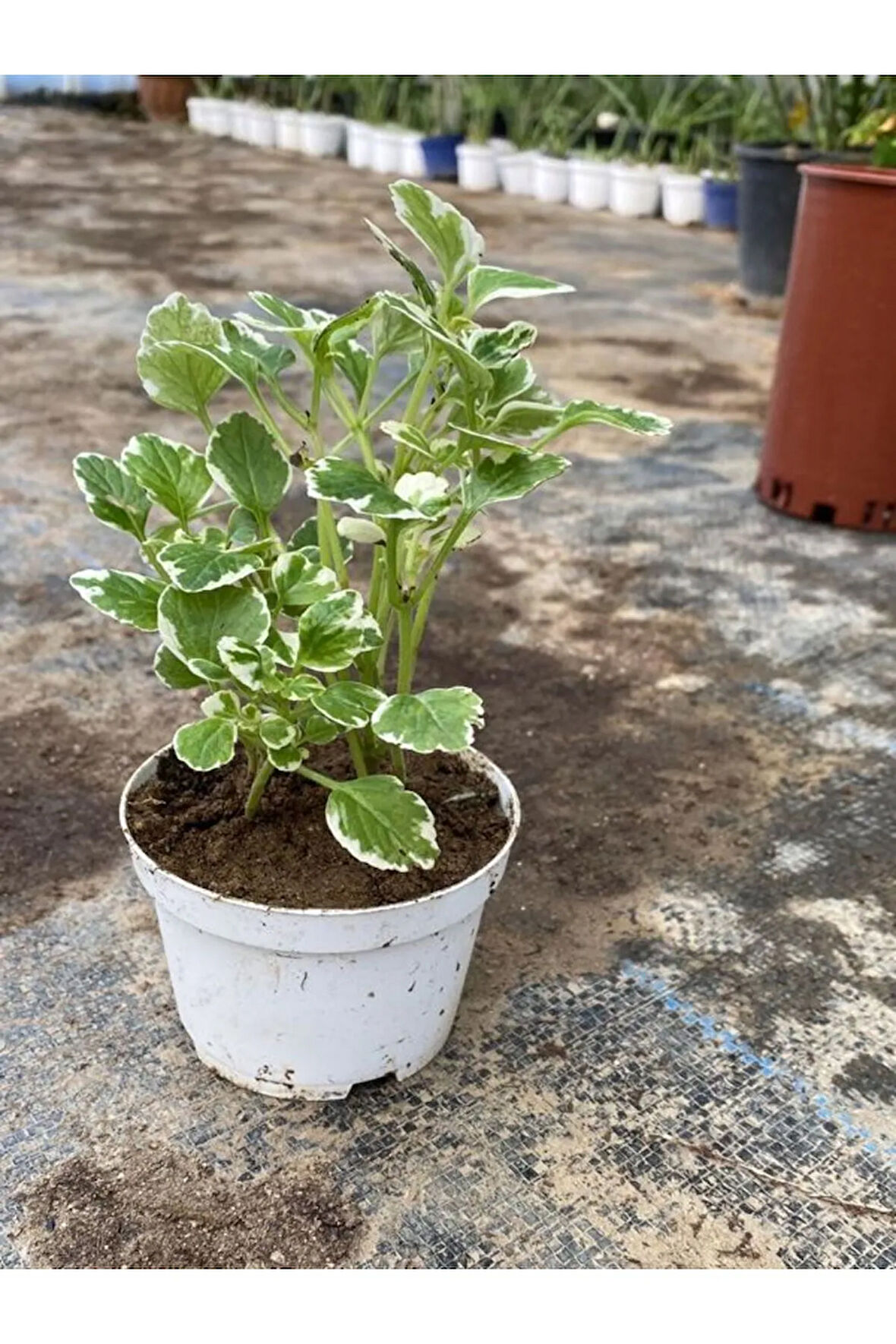 Kokulu Benjamin Çiçeği Mini Boy 1 ADET Saksılı 10-20 cm