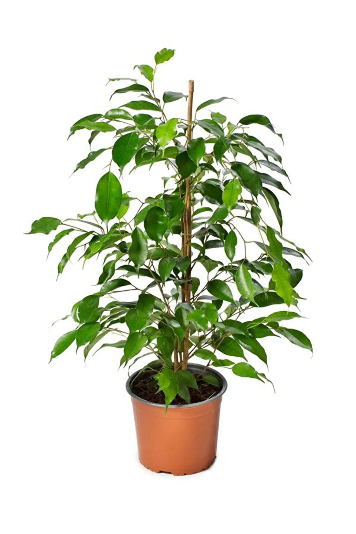 Ficus Benjamina Salon Ofis Bitkisi Yeşil Benjamin 1 ADET 40-60Cm