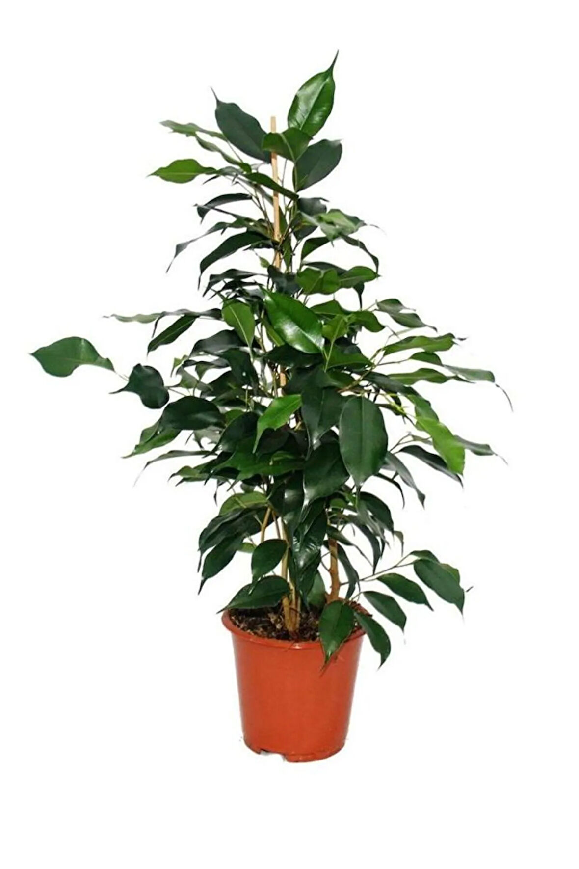 Yeşil Yapraklı Canlı Ev ofis Salon Bitkisi 30-60cm Ficus Benjamina