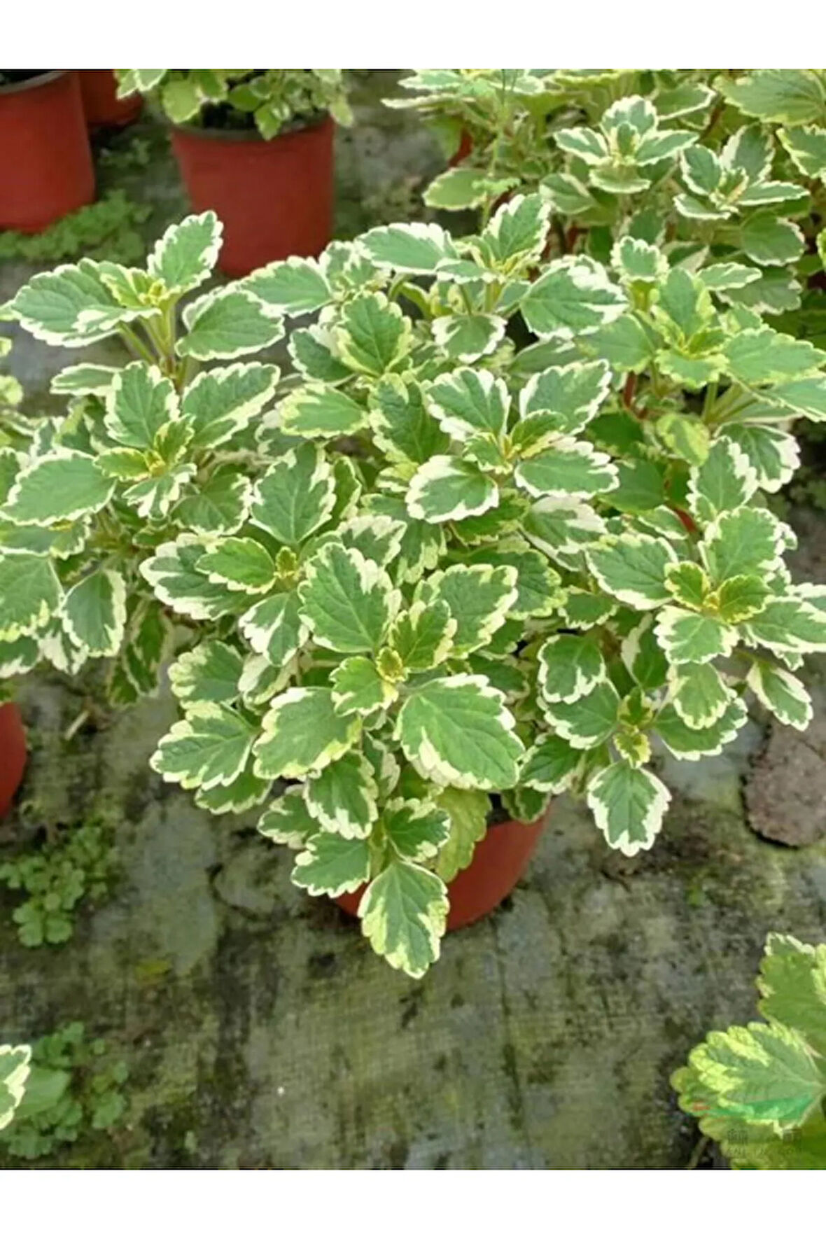 Canlı Formlu Kokulu Benjamin Çiçeği 1 ADET Saksılı (Plectranthus Forsteri)