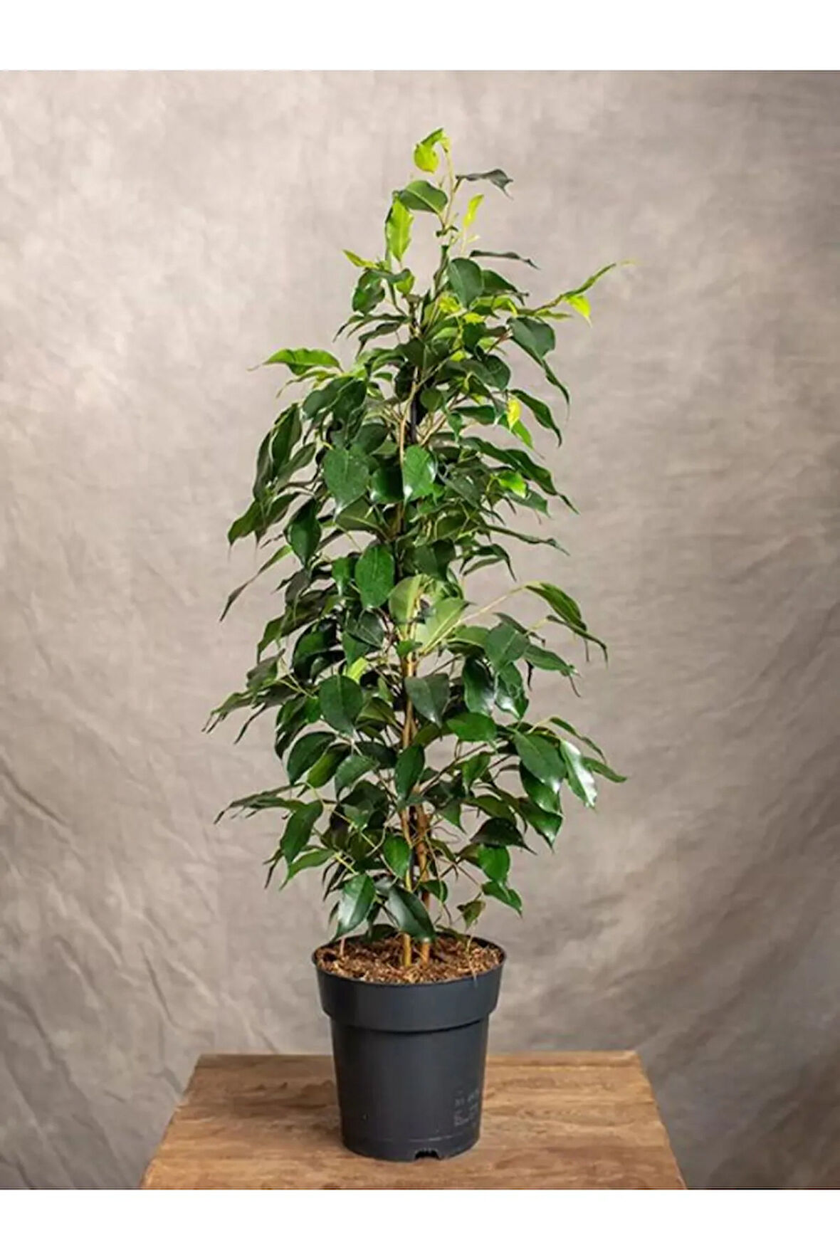 Canlı Parlak Yeşil Benjamin Çiçeği 30-60CM 1 Adet Saksılı