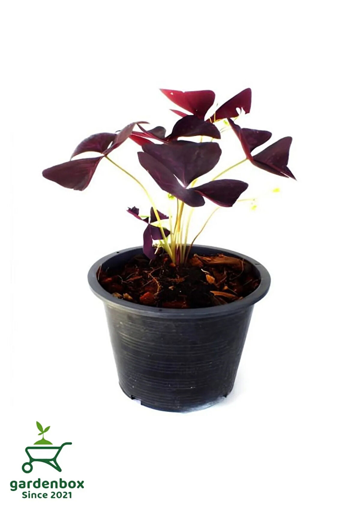 Süs Yoncası Uyku Çiçeği 15-25Cm Oxalis triangularis