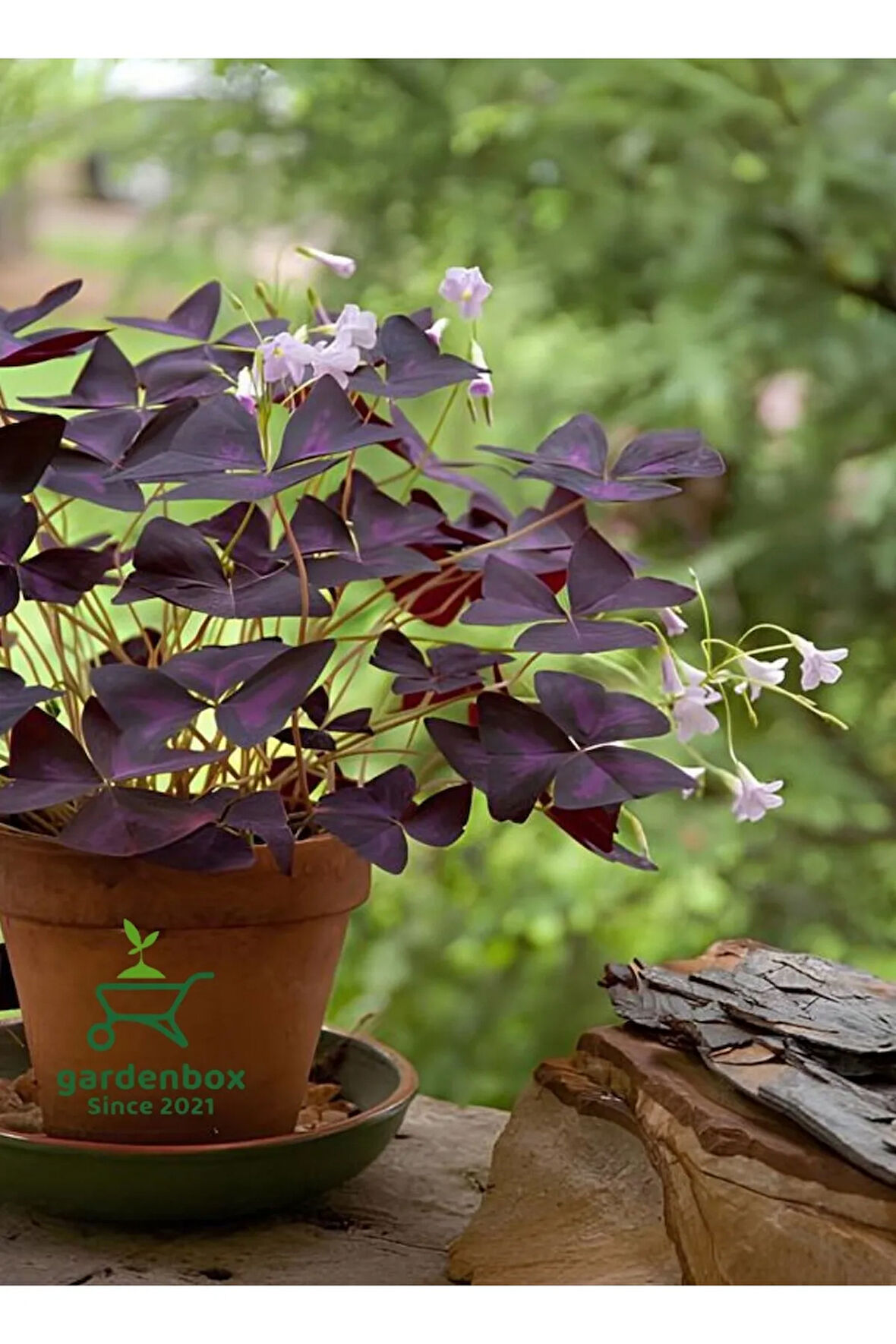 Hoş Görünümlü Uyku Çiçeği Süs Yoncası 1 ADET Saksılı 20-30Cm (Oxalis triangularis)