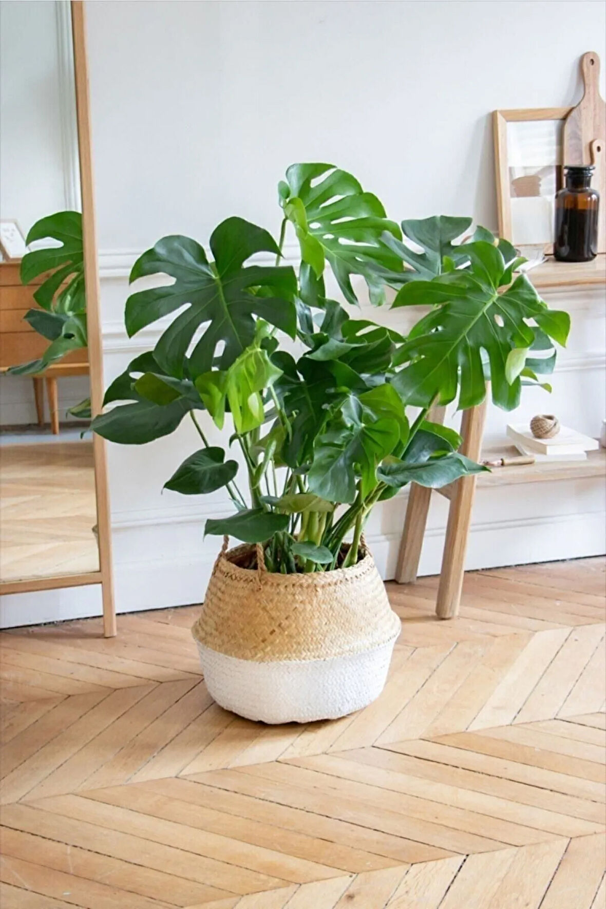 Kampanyalı Monstera/deve Tabanı Dolgun Form