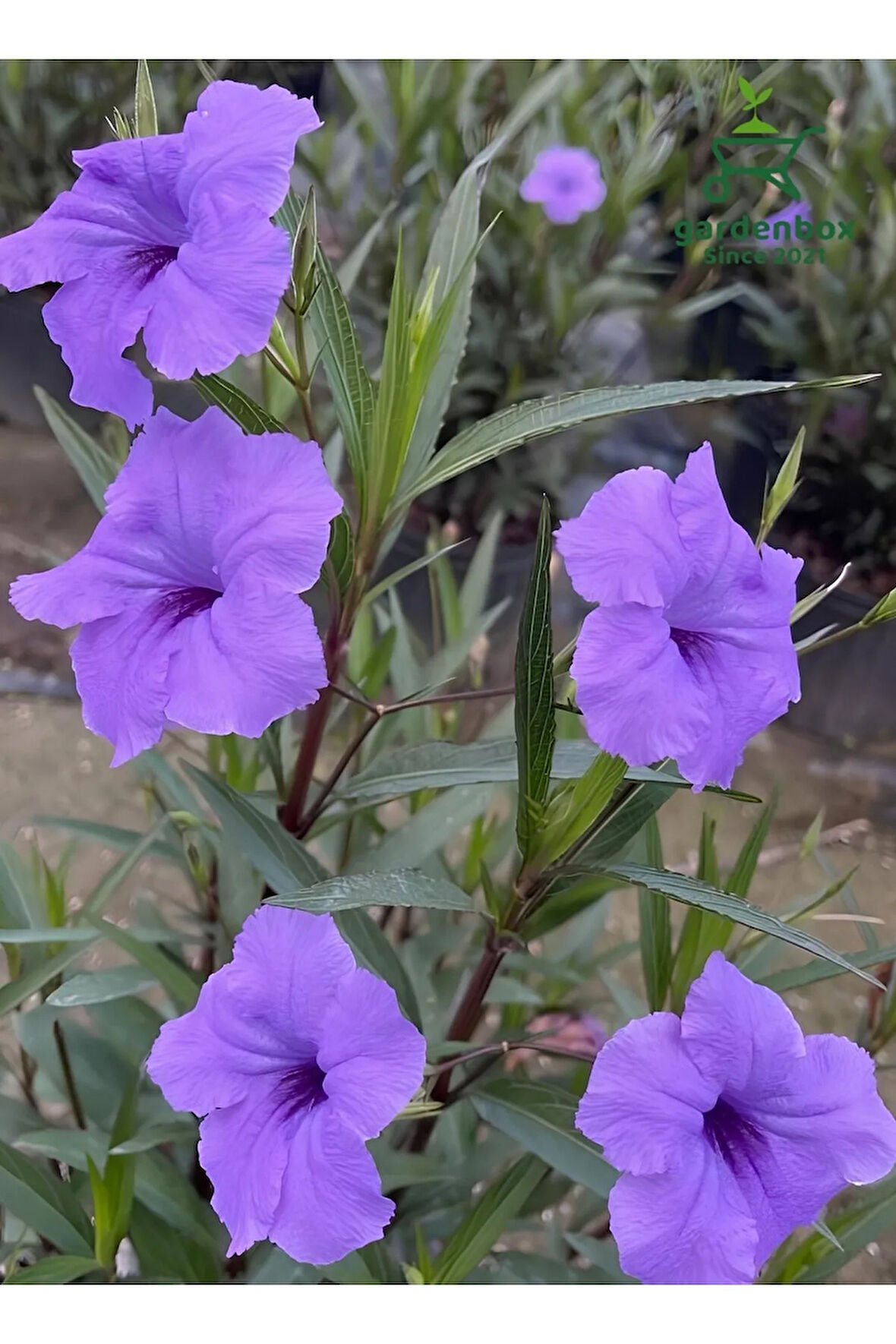 Mor Meksika Petunyası 1 ADET Saksılı 30-60Cm (Purple Ruelya)