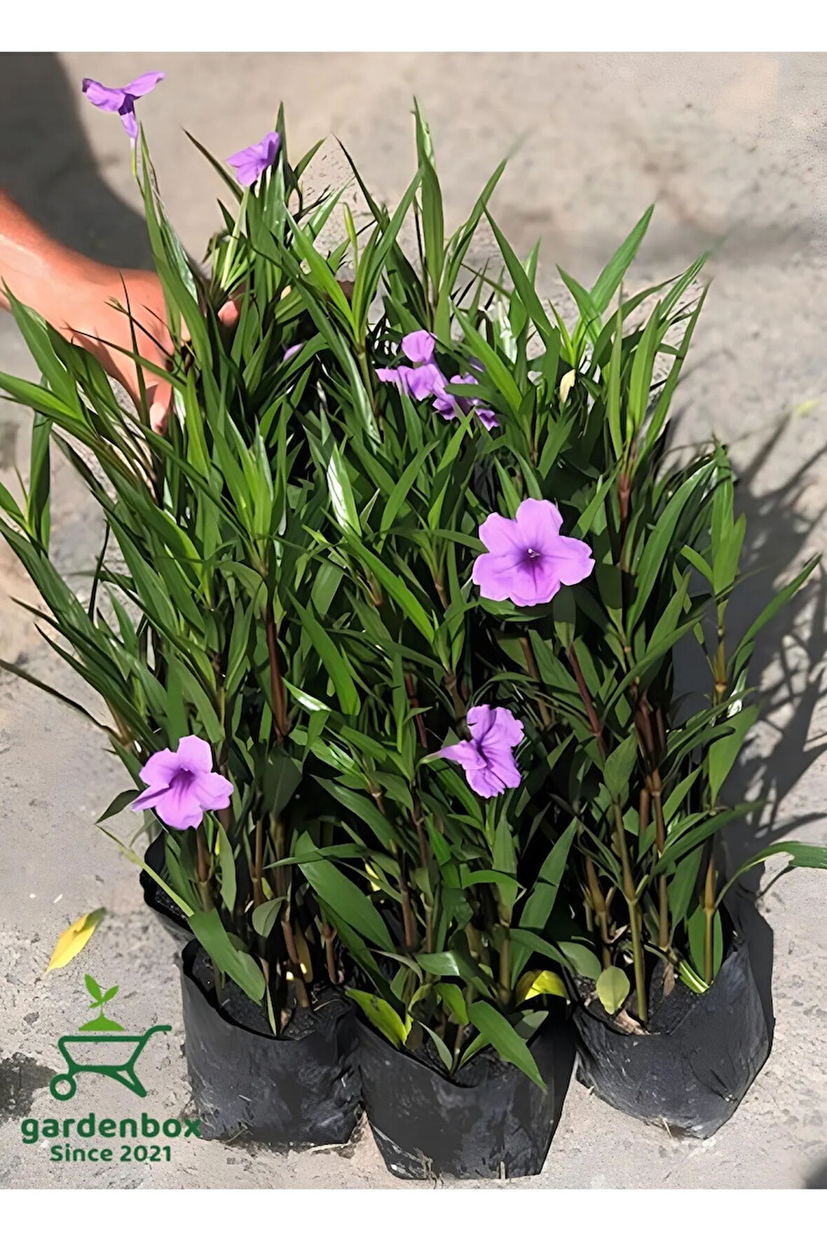 Meksika Petunyası 4 ADET Saksılı 30-50Cm Dış Mekan Bahçe Çiçeği