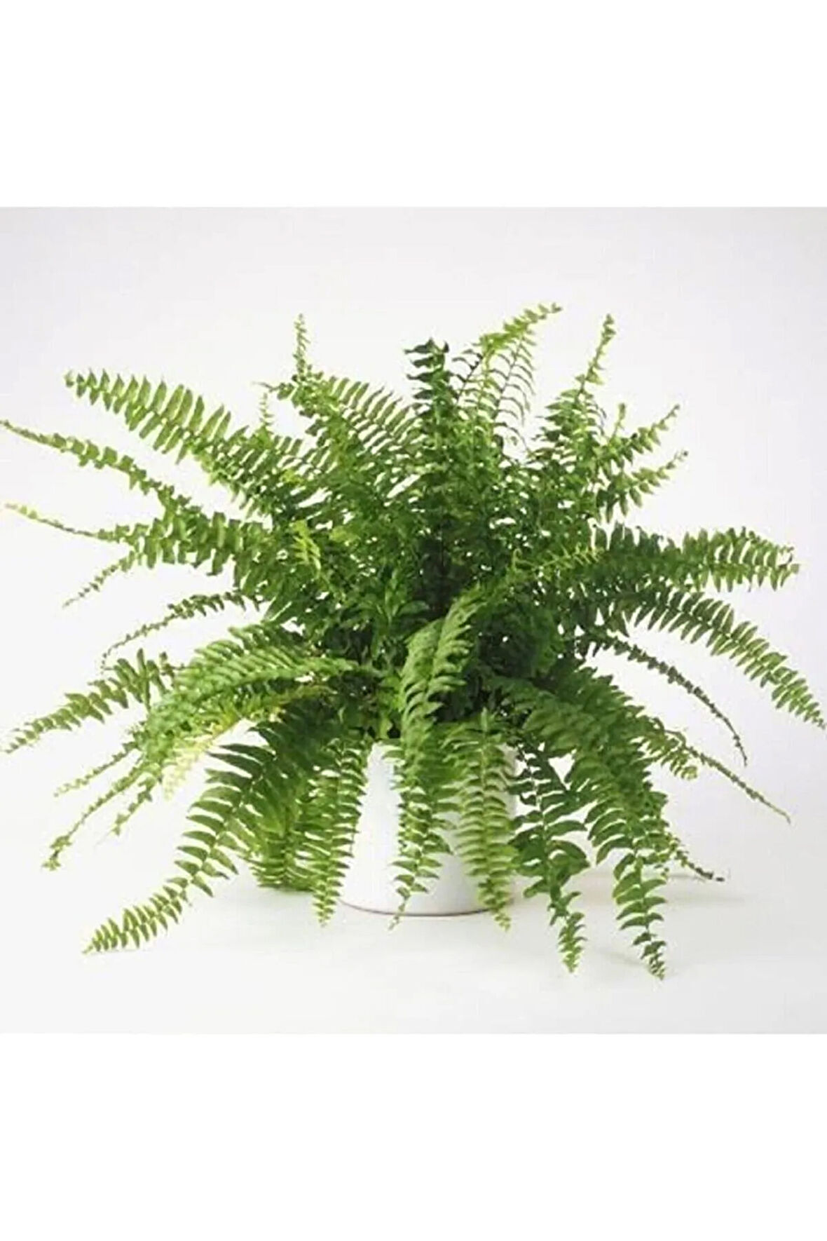 Çok Avantajlı Serada Decor&plant Aşk Merdiveni Fujer Nephrolepis Makrome Saksıda Ev Bitkisi Ofis