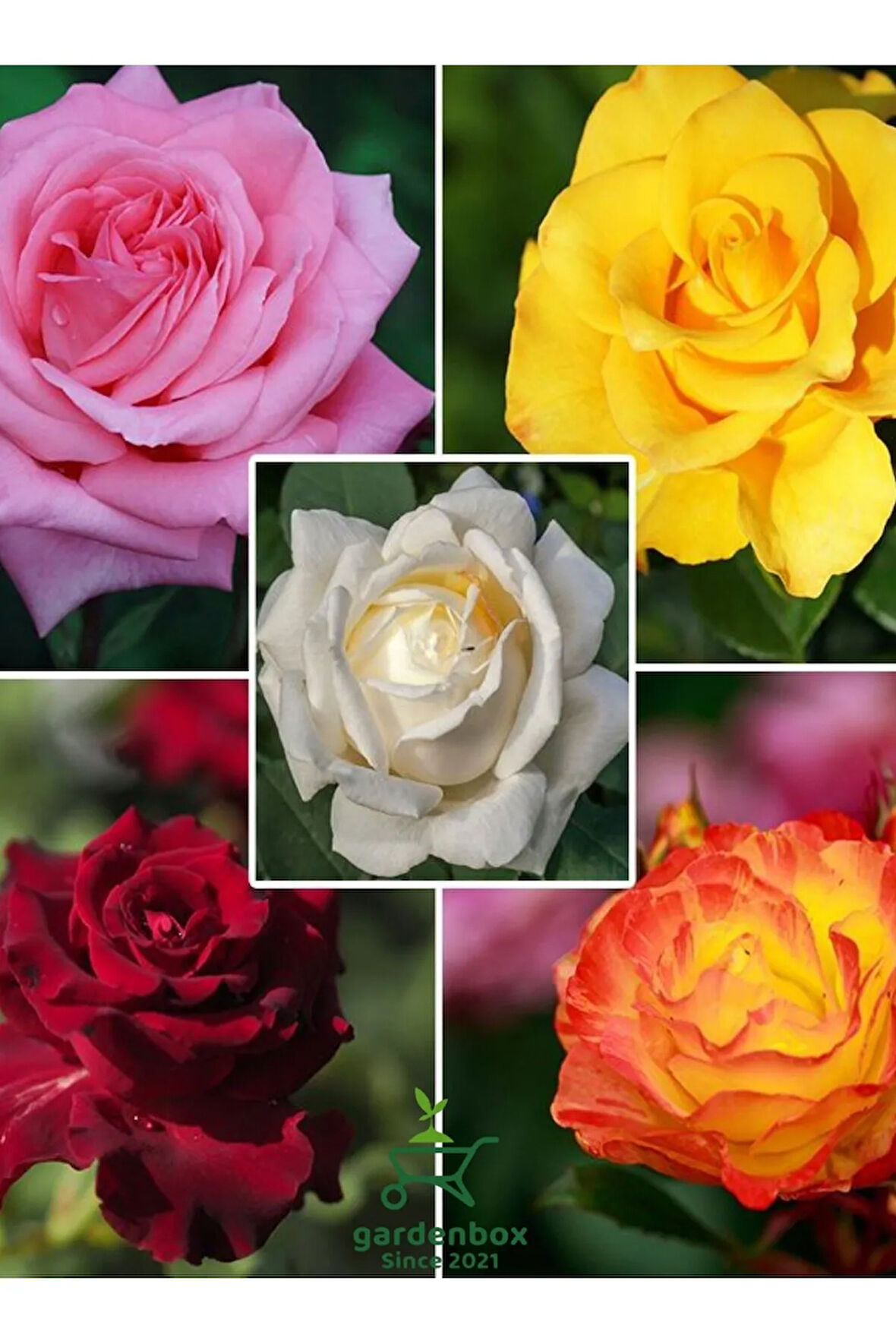 Canlı Saksılı Gül Fidanı Seti  5 ADET Kokulu Gül Pembe+Sarı+Kırmızı+Turuncu+Beyaz 30-50Cm