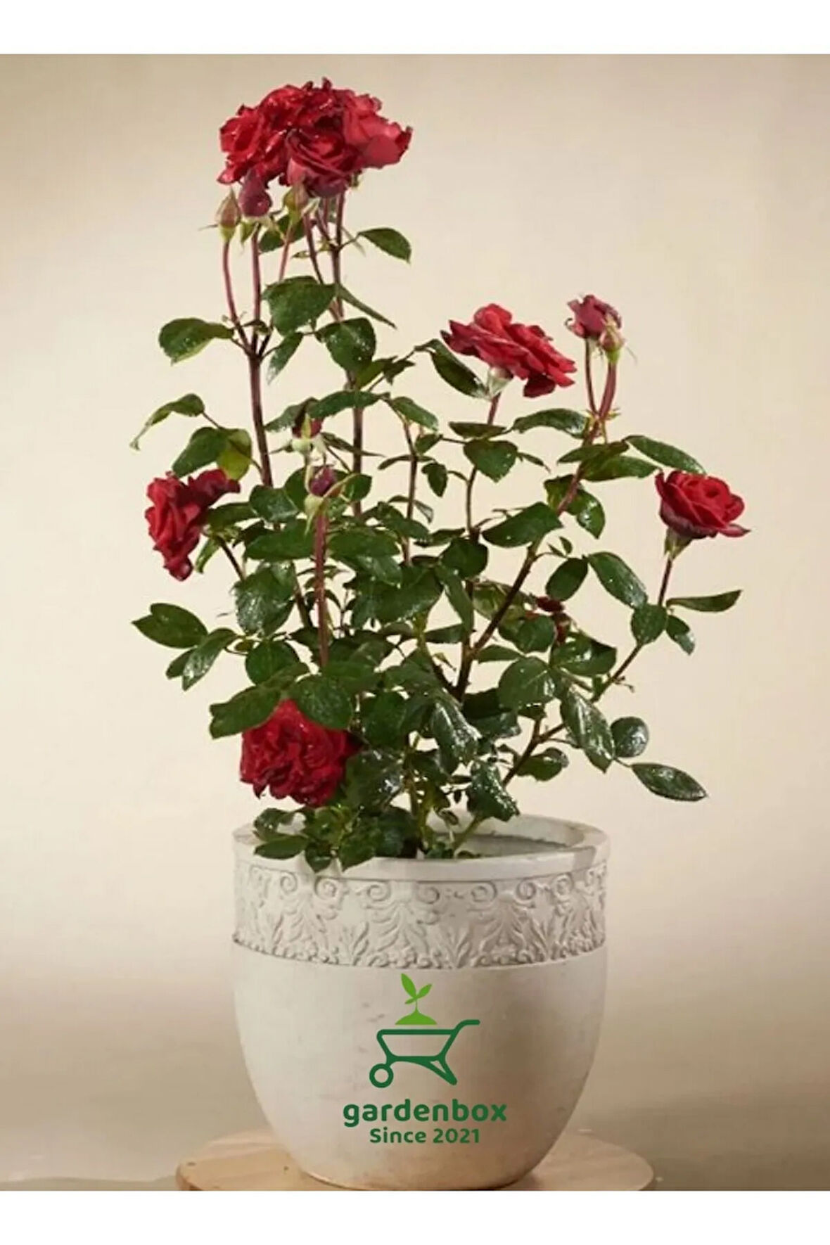 Canlı Kırmızı Renk Gül Fidanı 1 ADET Sakısda Bahçe Çiçeği 30-40Cm