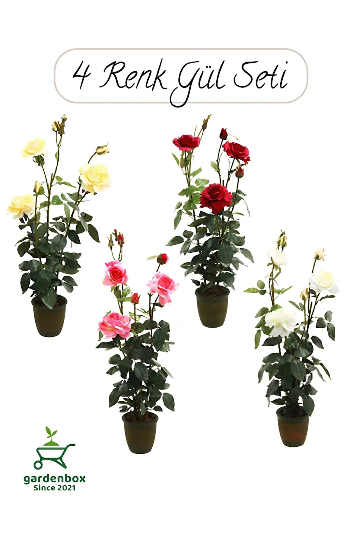 Saksılı Gül Seti Kokulu 4 ADET Yediveren Gül Sarı+Kırmızı+Pembe+Beyaz Renk 30-50Cm