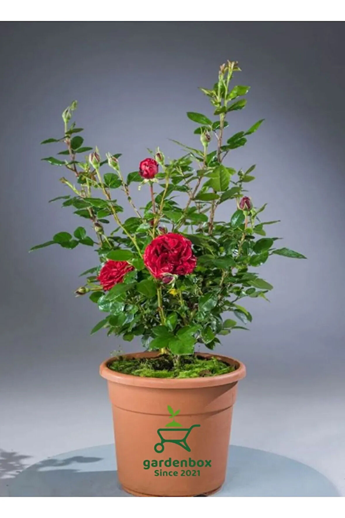 Kokulu Kırmızı Renk Yediveren Gül Fidanı 1 ADET Saksılı 30-50Cm