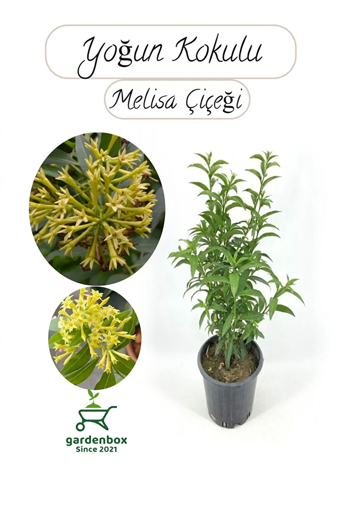 Melisa Parfüm Çiçeği 30-50Cm 1 ADET (Cestrum Nocturnum)