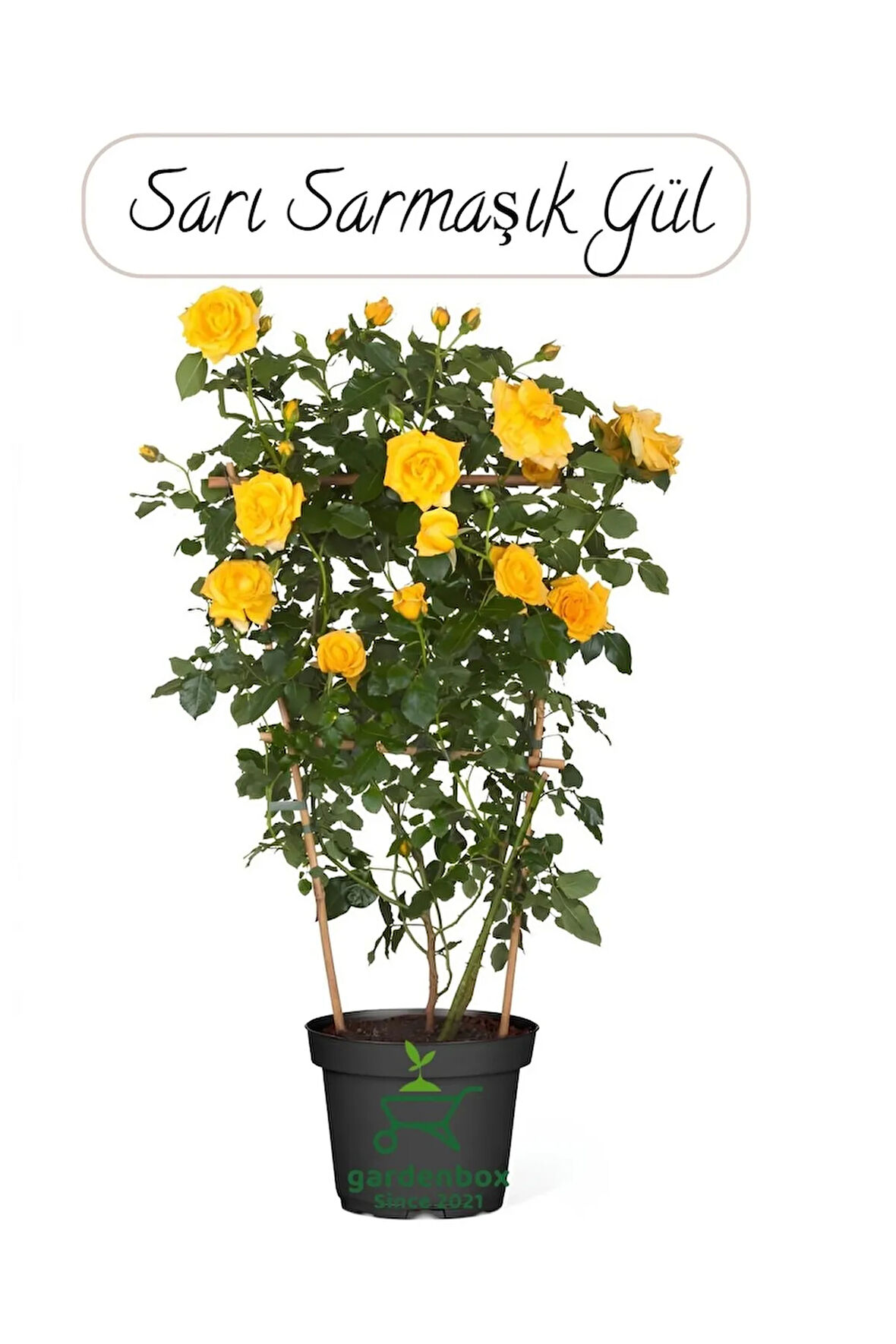 Saksılı Sarı Renk Sarmaşık Gül Fidanı Bahçe Gülü 50-70Cm(Yellow Rose)