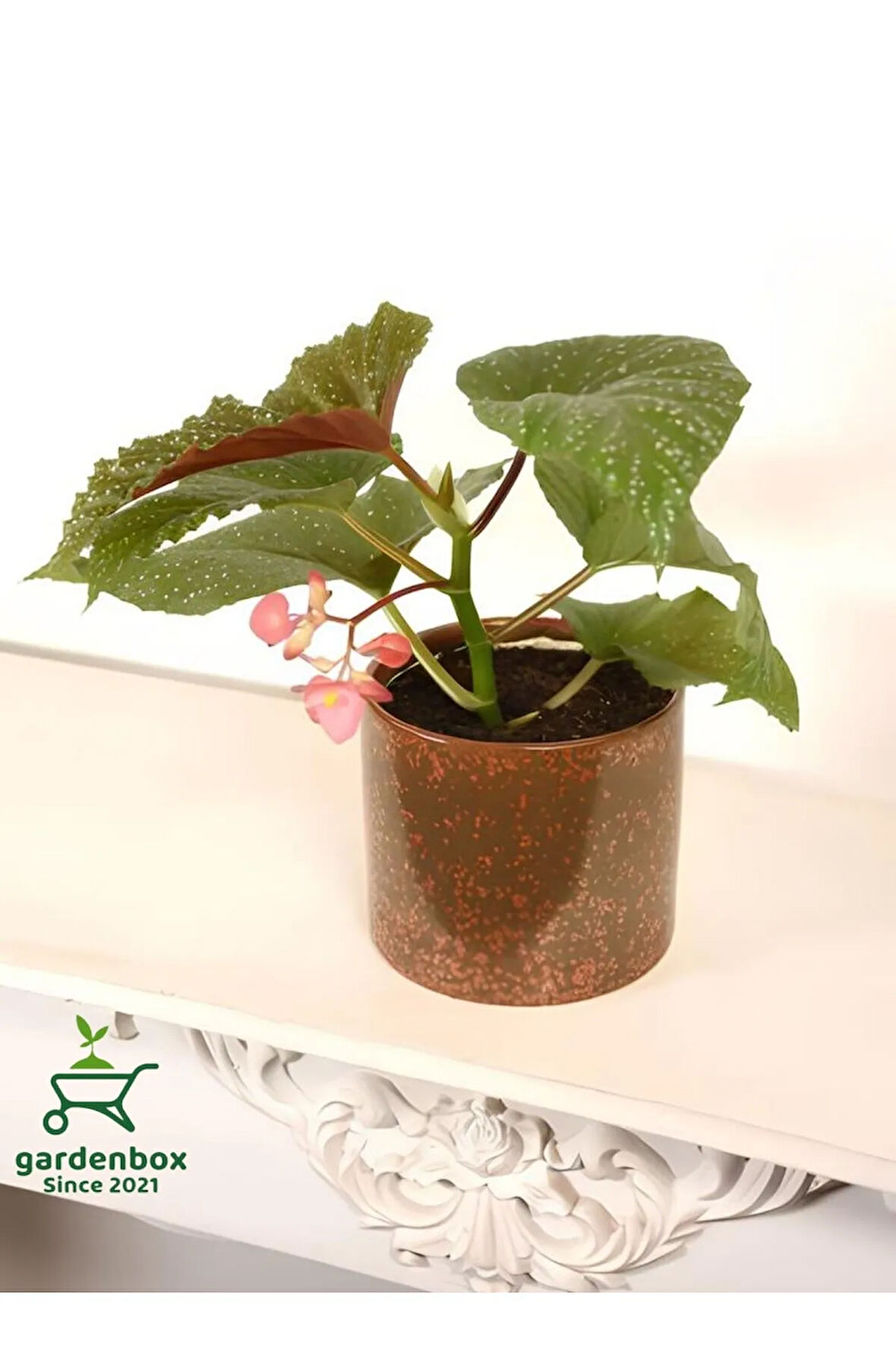 Çilli Begonya Çiçeği 1 ADET 8,5 Saksılı 10-20Cm