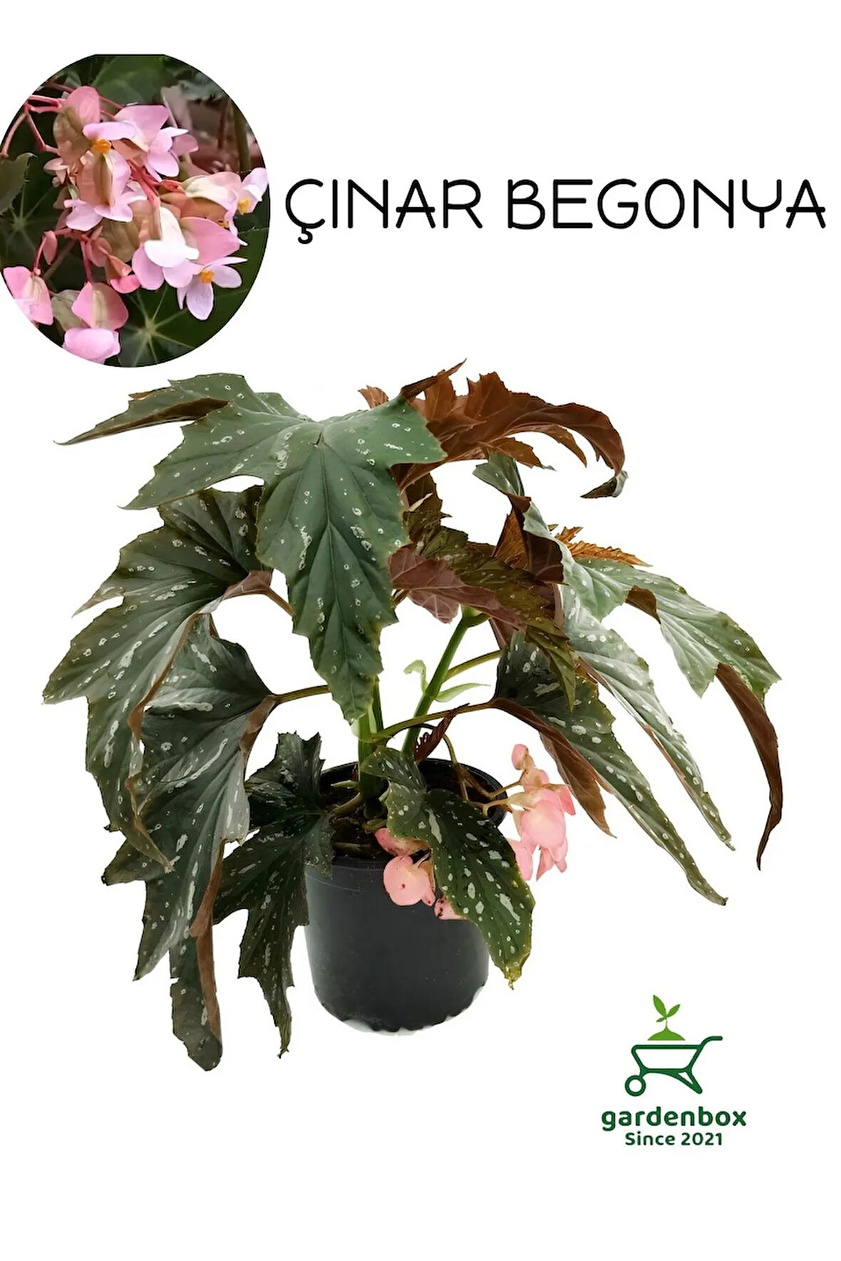 Pembe Çiçekli Çınar Begonya Çiçeği 1 Adet Saksılı 30-40cm