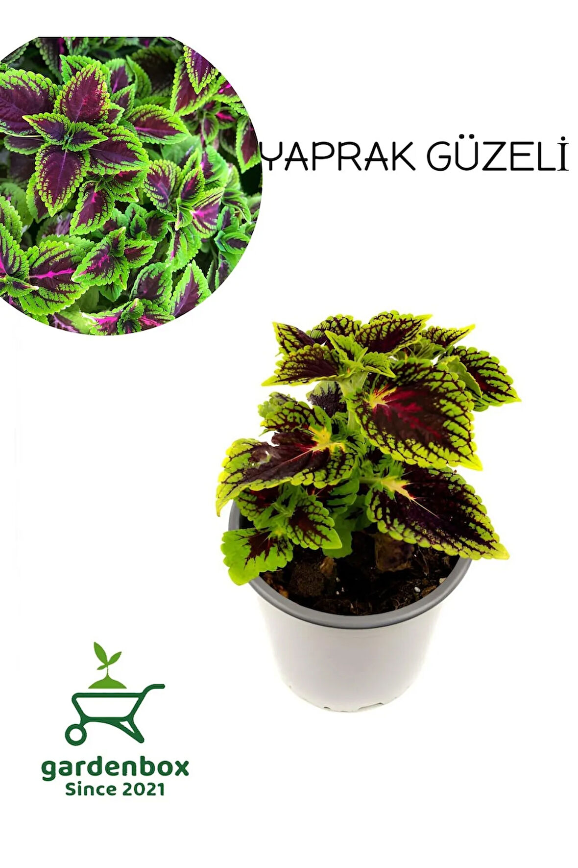 Yeşil Yapraklı Yaprak Güzeli Çiçeği 1 ADET Saksılı Kolyos