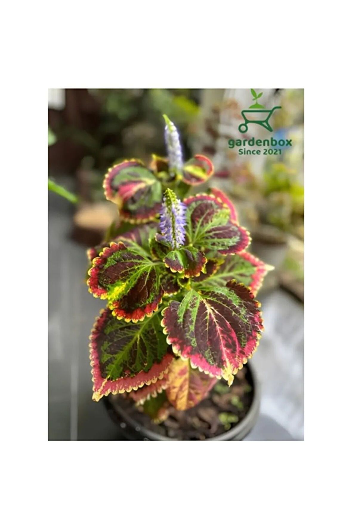 Kolyos Yaprak Güzeli Çiçeği 1 Adet 10-20cm Saksılı