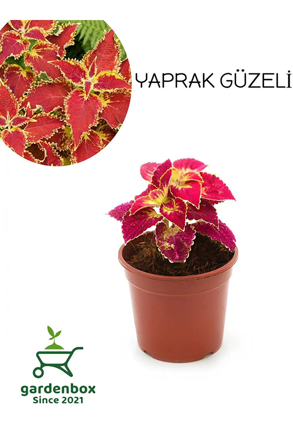 Kırmız Yaprak Güzeli Çiçeği 1 ADET Saksılı (RED KOLYOS)