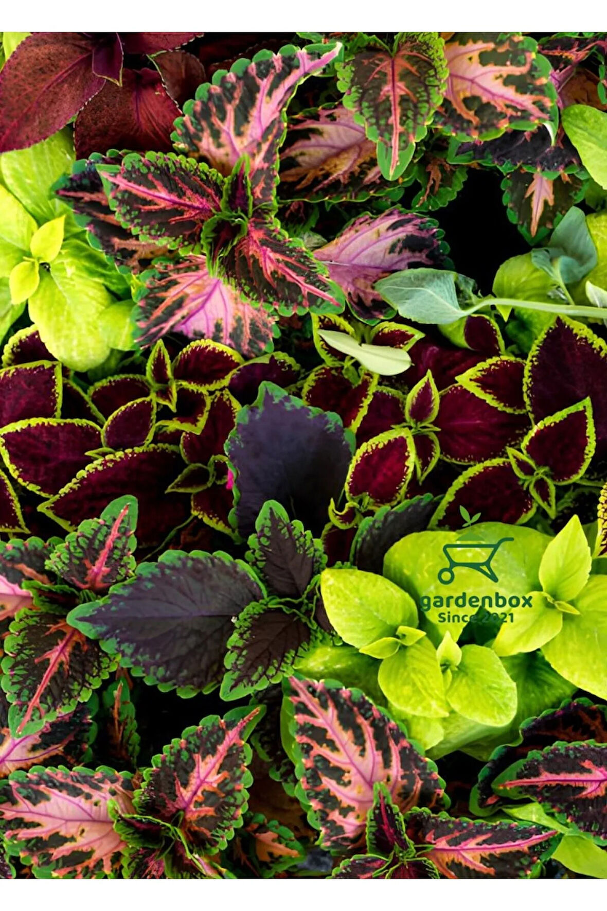 Yaprak Güzeli Kolyos Çiçeği Karışık 5 Adet Saksılı 10-15cm