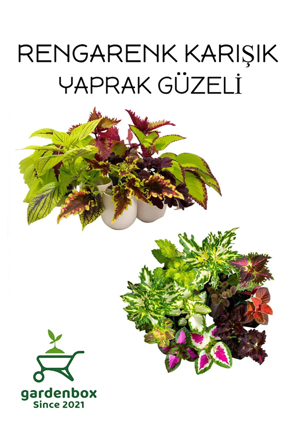 Karışık Yaprak Güzeli Çiçeği 10 ADET Kolyos MİX