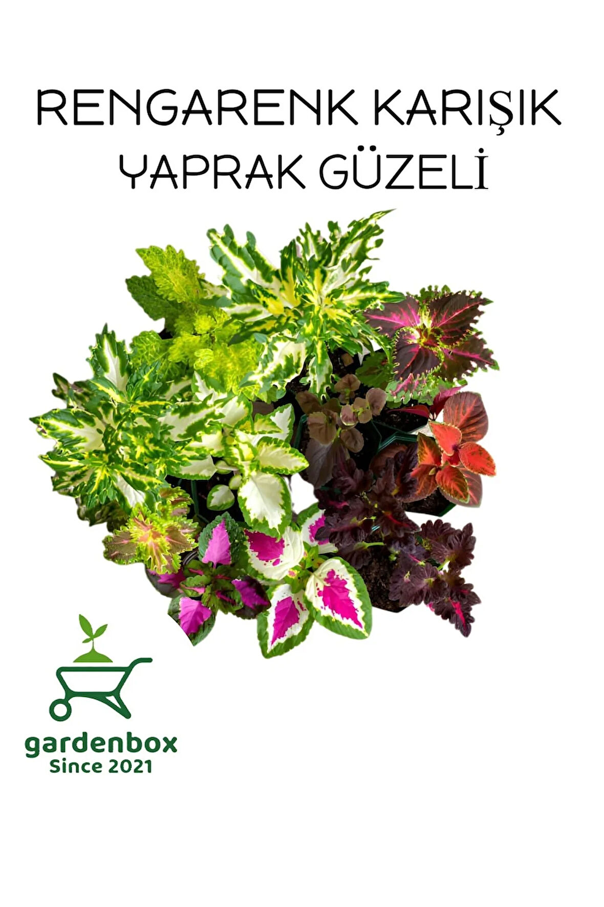 Kolyos Yaprak Güzeli Çiçeği 8 ADET Saksılı