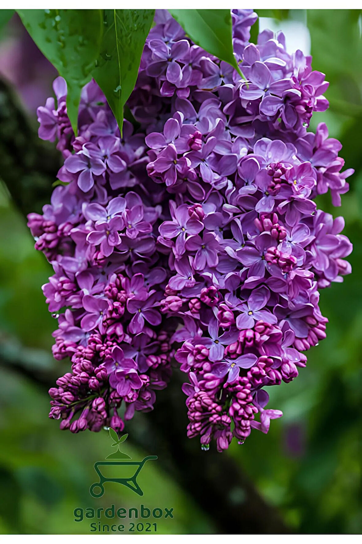 Harika Kokulu Leylak Çiçeği Fidanı 1 ADET Saklsılı (40-60Cm) Bahçe Çiçeği (Syringa)