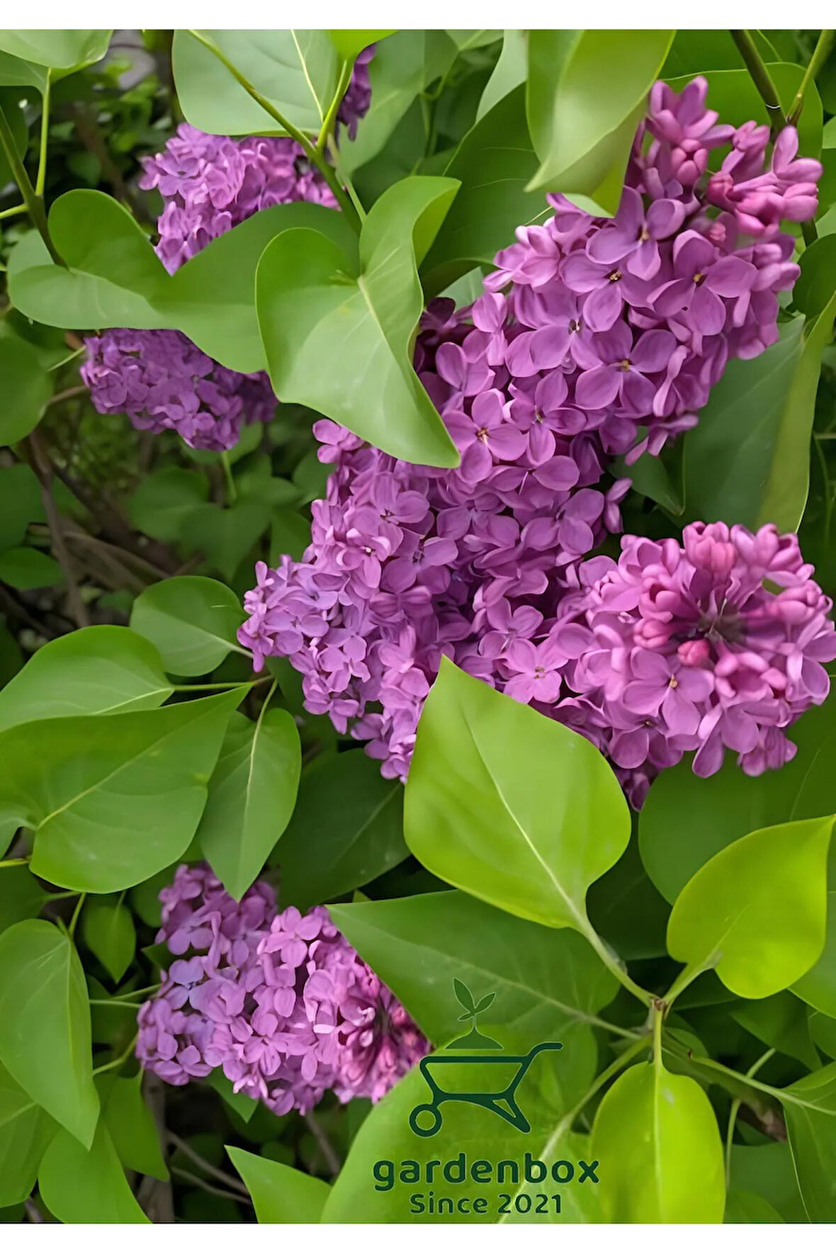 Yoğun Kokulu Leylak Çiçeği Fidanı 1 ADET Saksılı (40-60cm) Dış Mekan Bitkisi(Syringa)