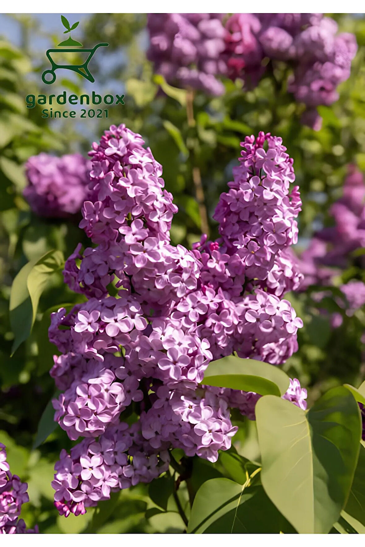 Leylak Çiçeği Fidanı 1 ADET Saksılı/Tüplü (30-60Cm) Behçe Peyzaj Bitkisi