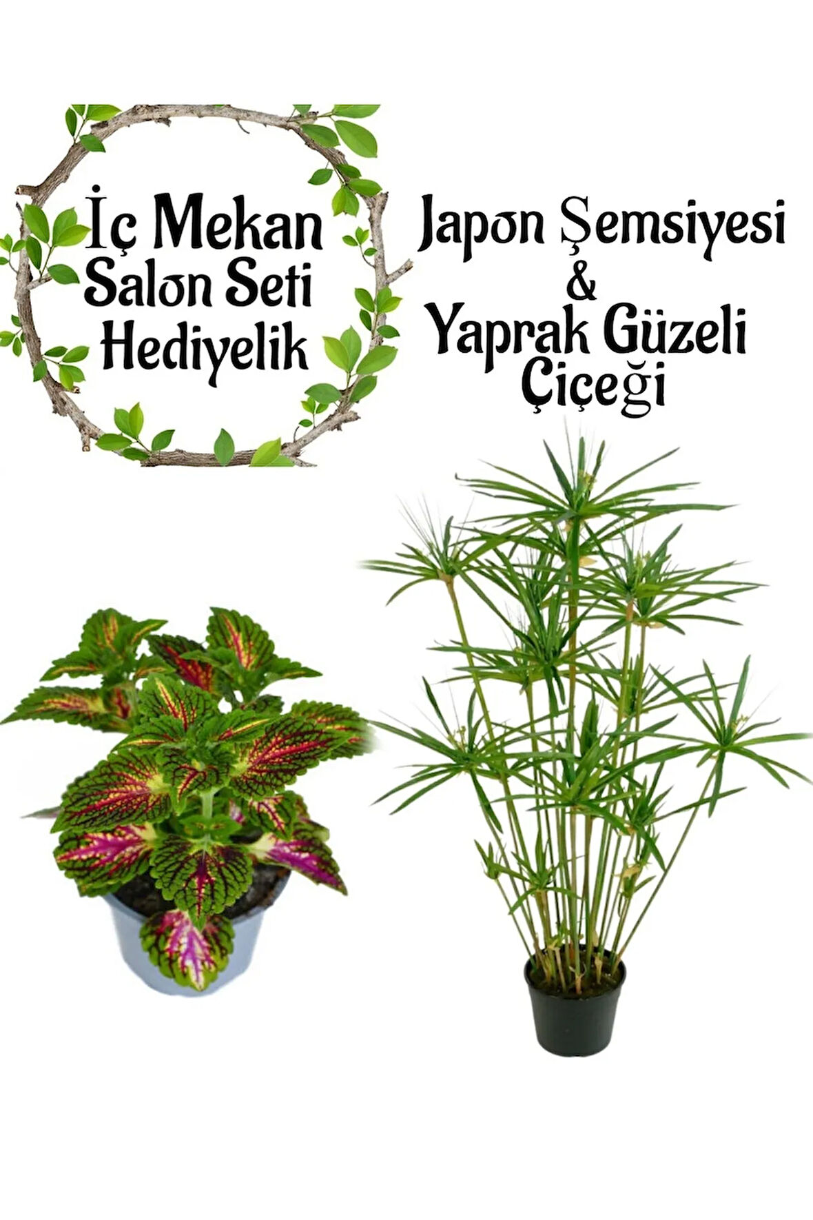 Japon Şemsiyesi (40-60cm)1 Adet Saksılı+Yaprak Güzeli Çiçeği 1 Adet Saksılı Salon Seti