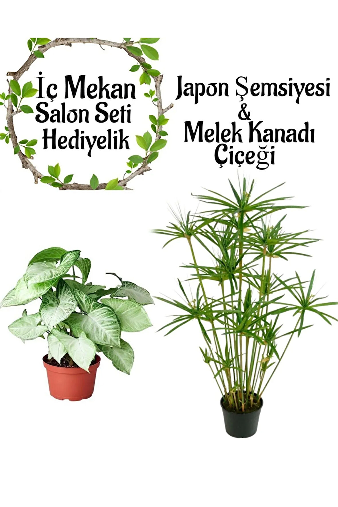 Japon Şemsiyesi(40-60)Cm 1 Adet Saksılı+ Melek Kanadı Bitkisi(40-60cm) 1 Adet Saksılı