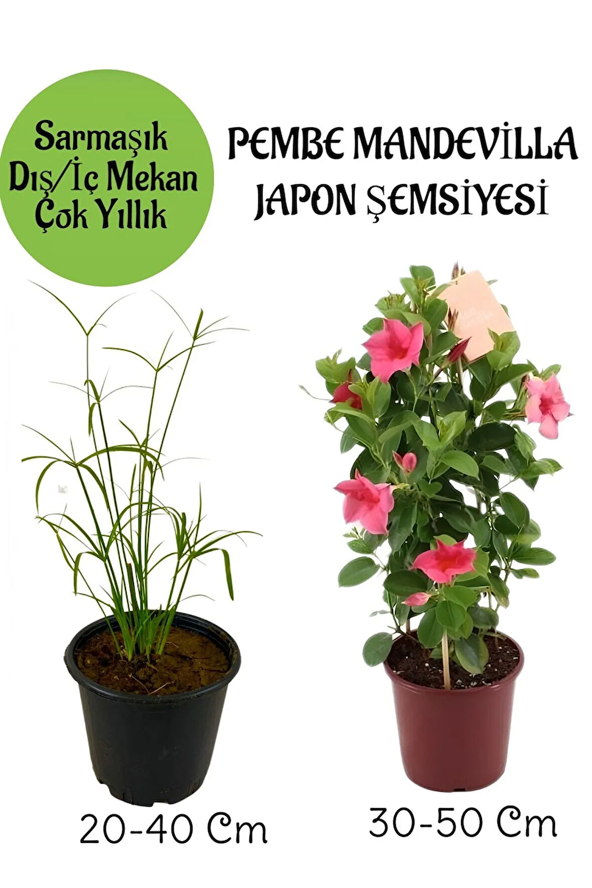 Japon Şemsiyesi 1 Adet Saksılı+Pembe Mandevilla Çiçeği 1 Adet Saksılı Salon Seti