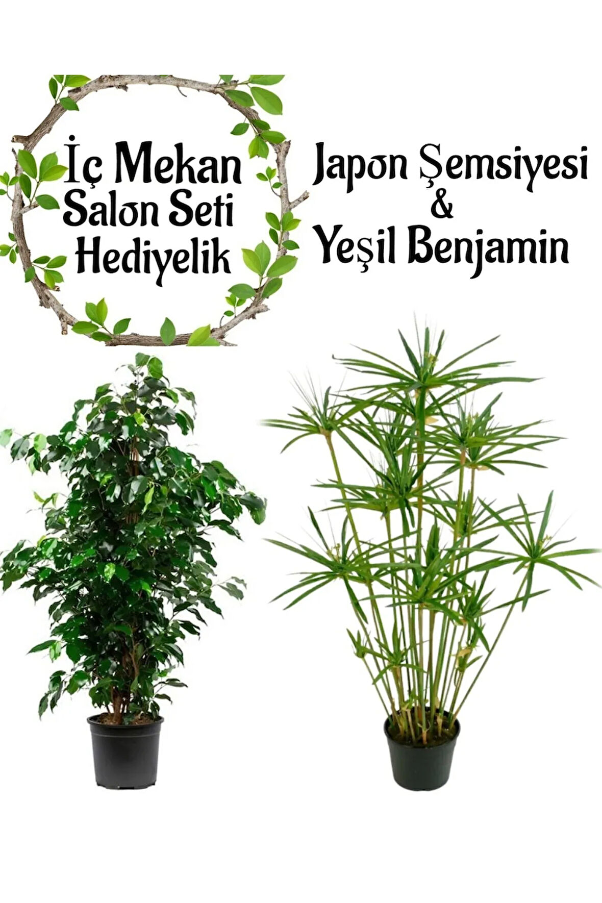 Japon Şemsiyesi 40-60 cm 1 Adet Saksılı+ Yeşil Benjamin Bitkisi 1 Adet Saksılı