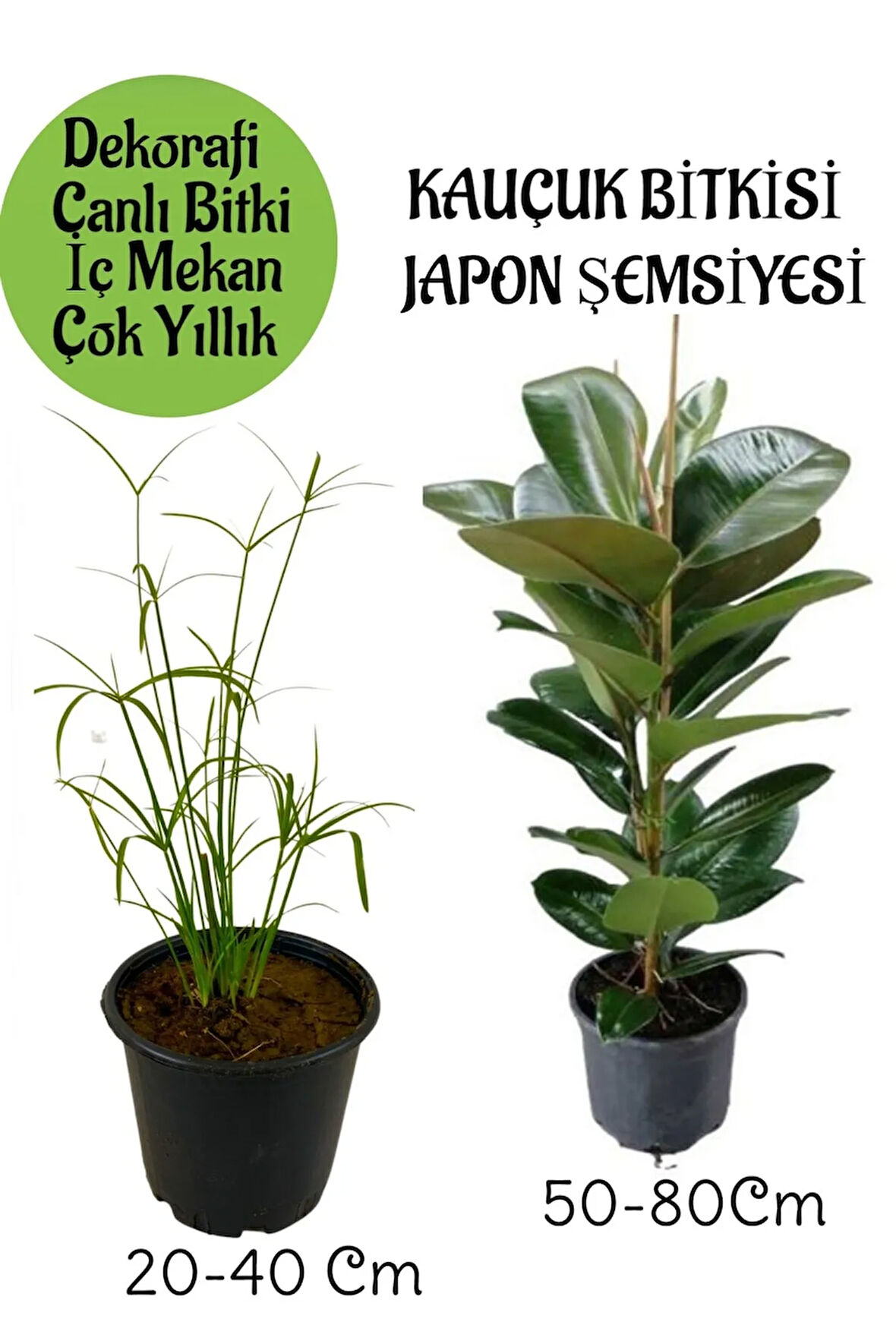 Japon Şemsiyesi 1 Adet Saksılı+Yeşil Kauçuk Bitkisi1 Adet Saksılı Salon Seti