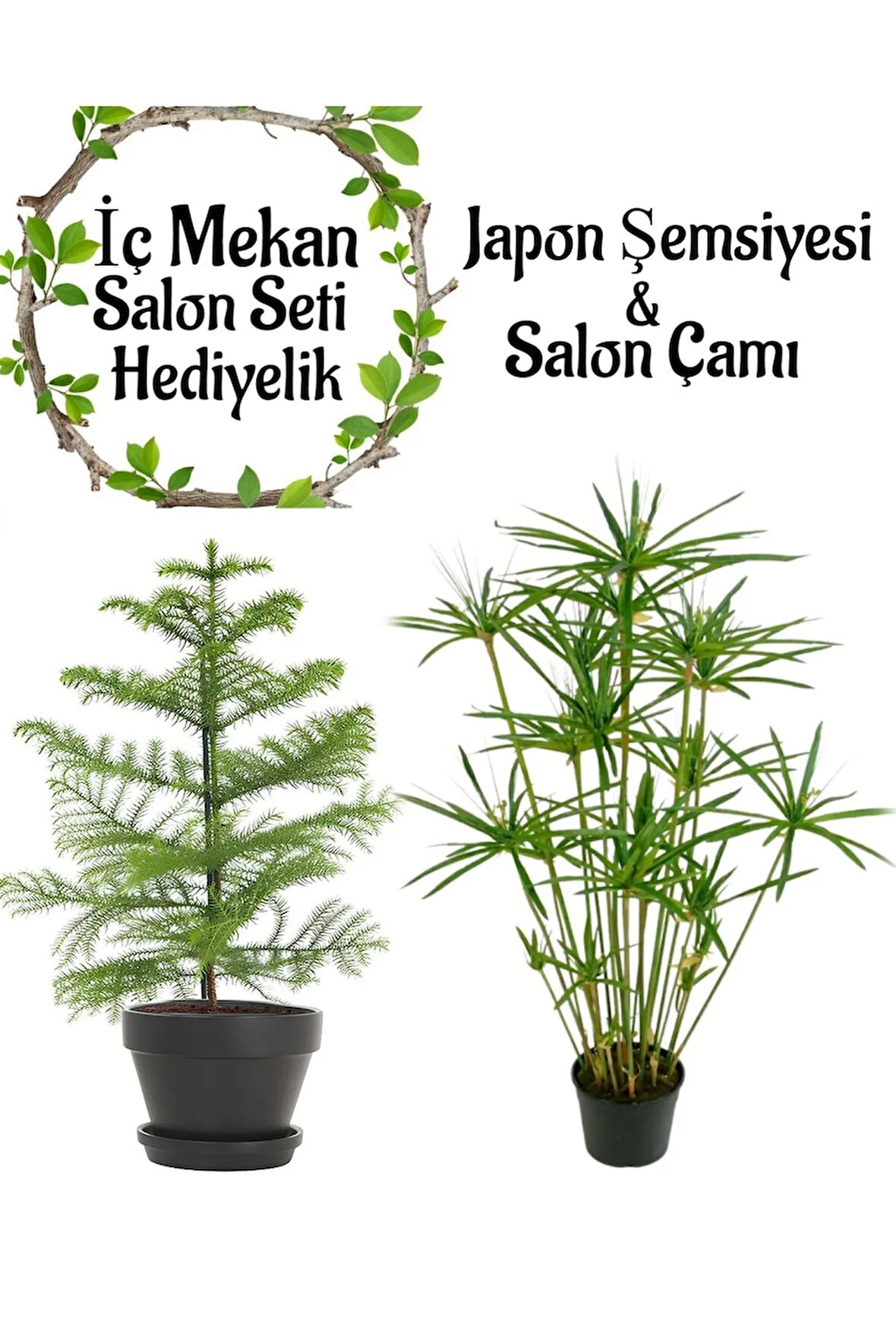 Japon Şemsiyesi (40-60cm)1 Adet Saksılı+Salon Çamı(30-40)Cm 1 Adet Saksılı
