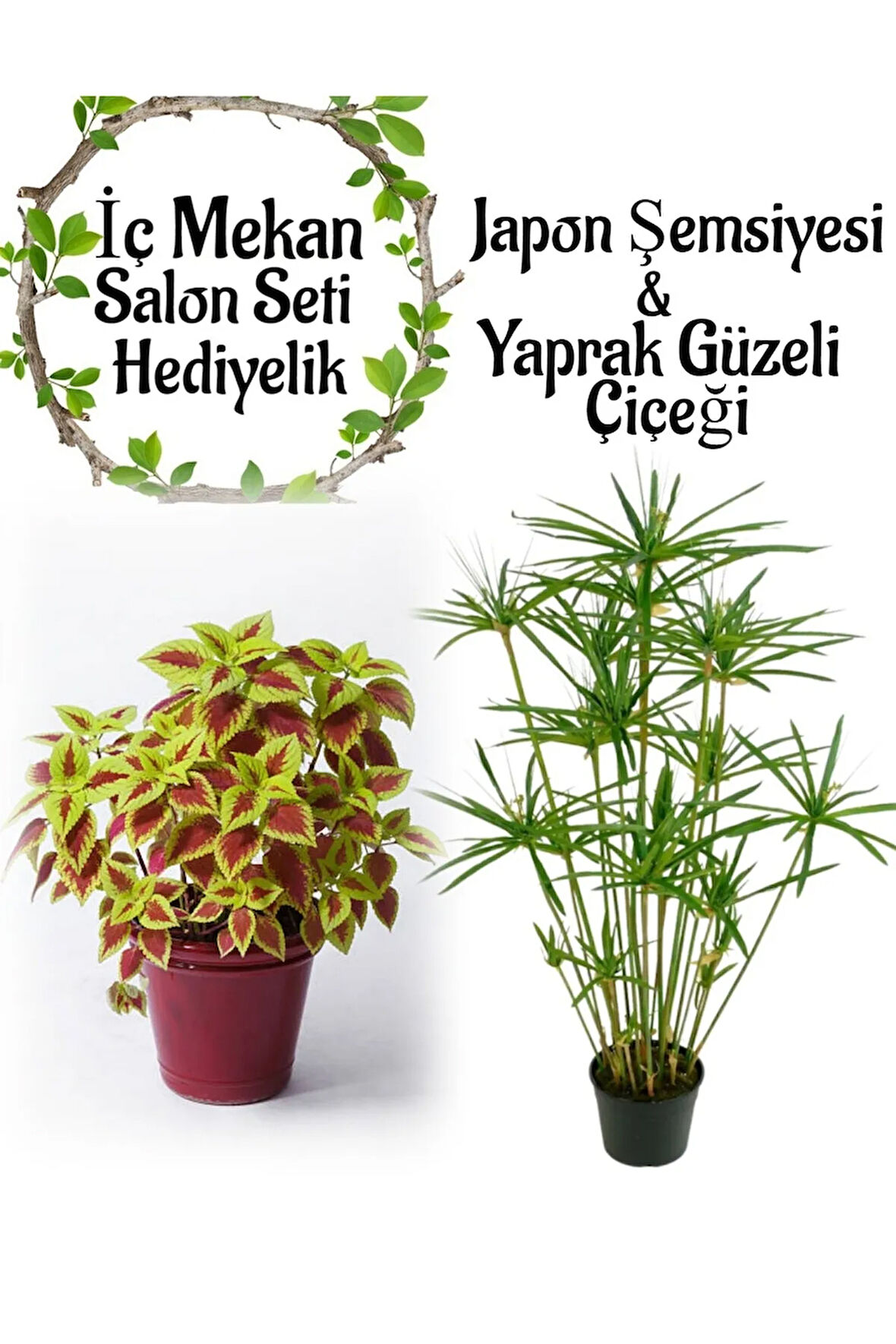 Japon Şemsiyesi (40-60cm)1 Adet Saksılı+Formlu Yaprak Güzeli Çiçeği 1 Adet Saksılı