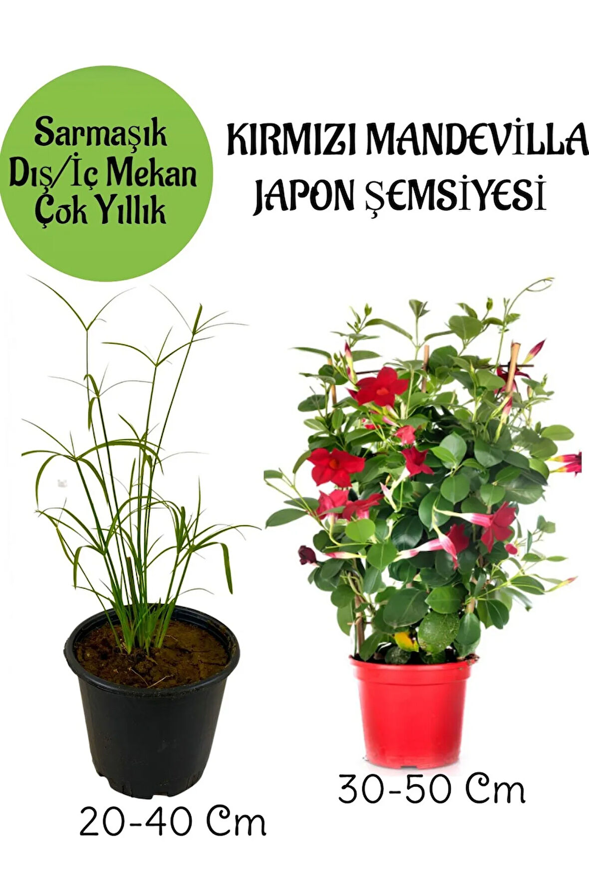 Japon Şemsiyesi 1 Adet Saksılı+Kırmızı Mandevilla Çiçeği 1 Adet Saksılı Salon Seti