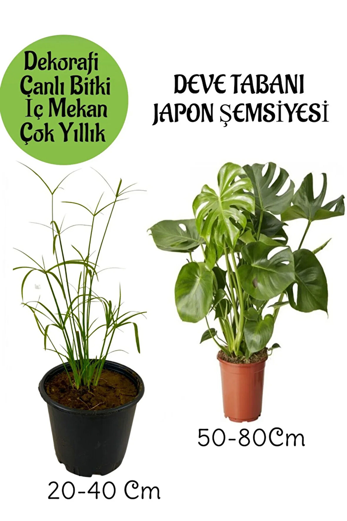 Japon Şemsiyesi 1 Adet Saksılı+Deve Tabanı Bitkisi 1 Adet Saksılı Salon Seti