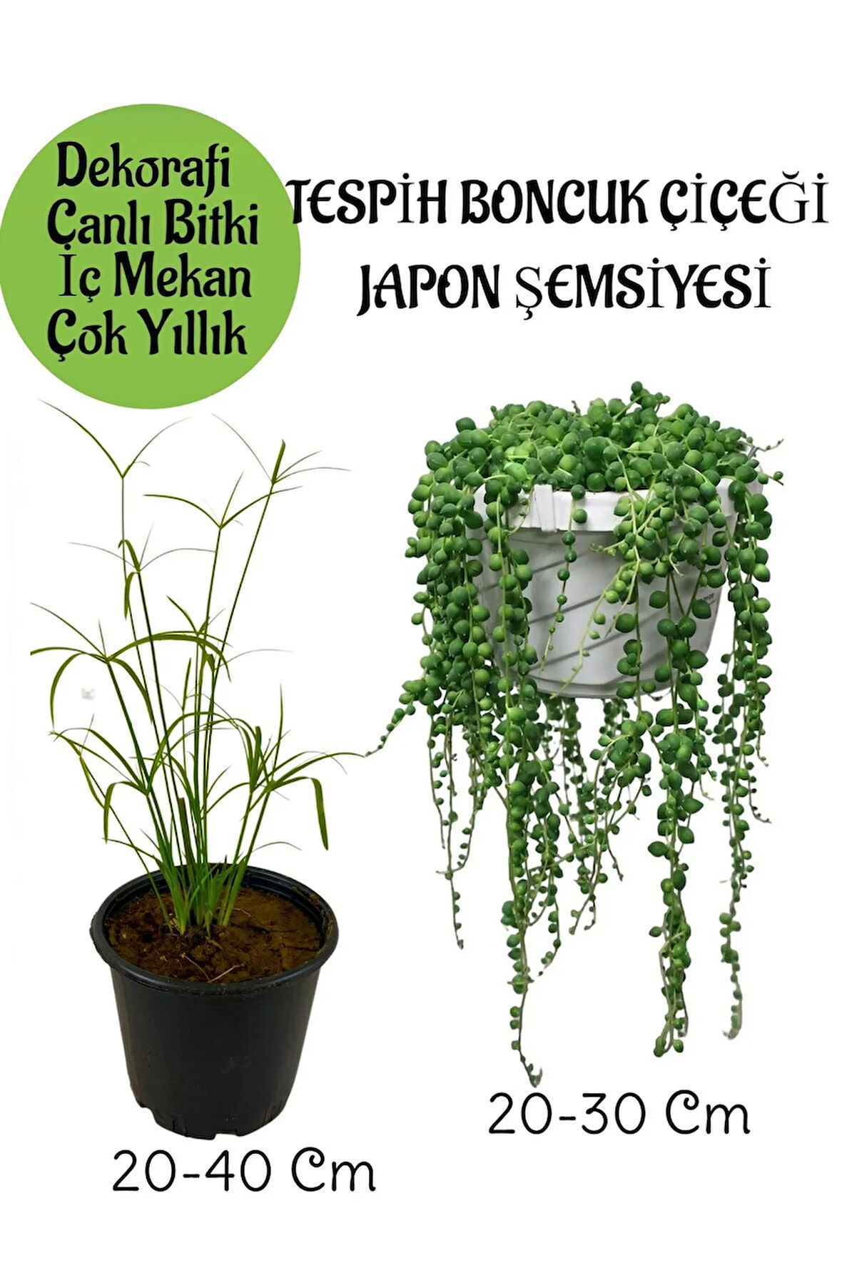 Japon Şemsiyesi 1 Adet Saksılı+Tespih Boncuk Çiçeği 1 Adet Saksılı Salon Seti