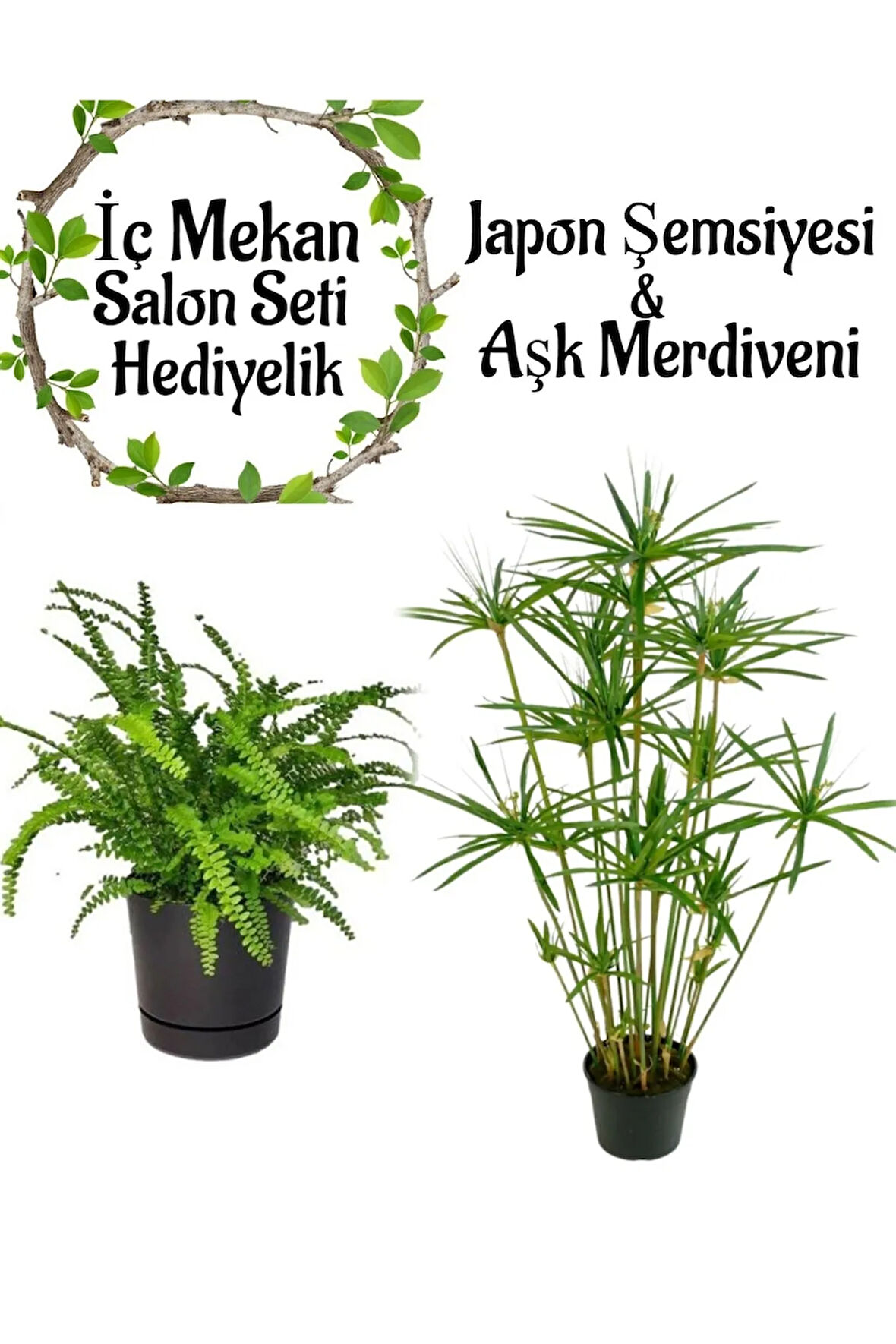 Japon Şemsiyesi(40-60)Cm 1 Adet Saksılı+Aşk Merdiveni Çiçeği(15-25cm)1 Adet Saksılı
