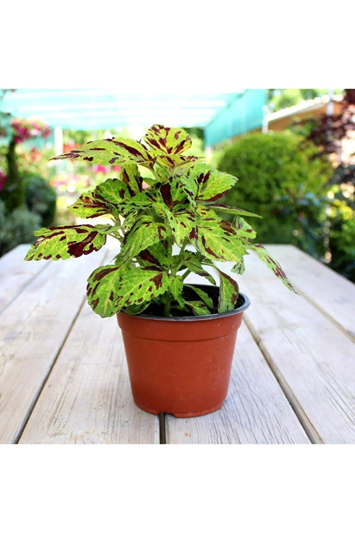 Yeşil Bordo Yaprak Güzeli - Saksılı Coleus