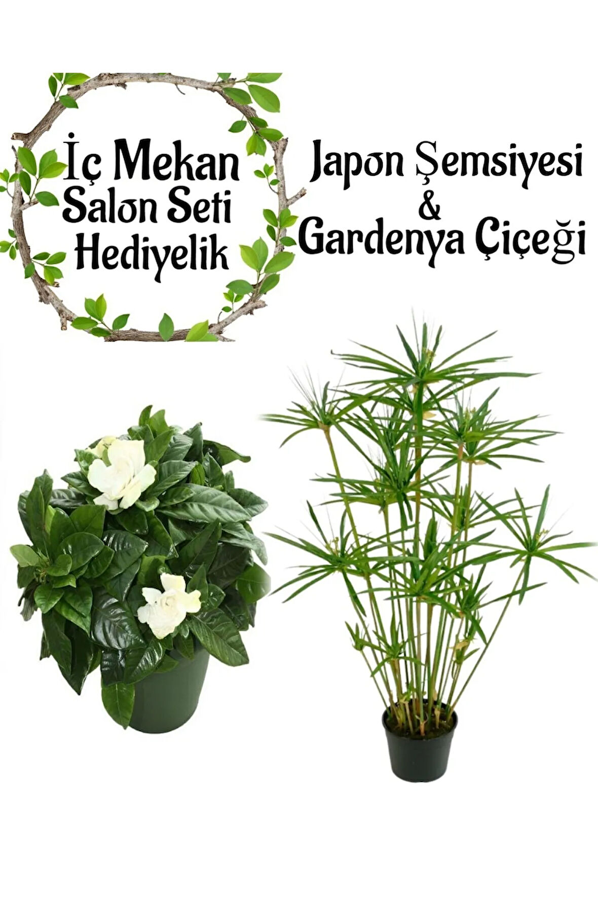 Japon Şemsiyesi(40-60)Cm 1 Adet Saksılı+Kokulu Gardenya(20-30cm) 1 Adet Saksılı