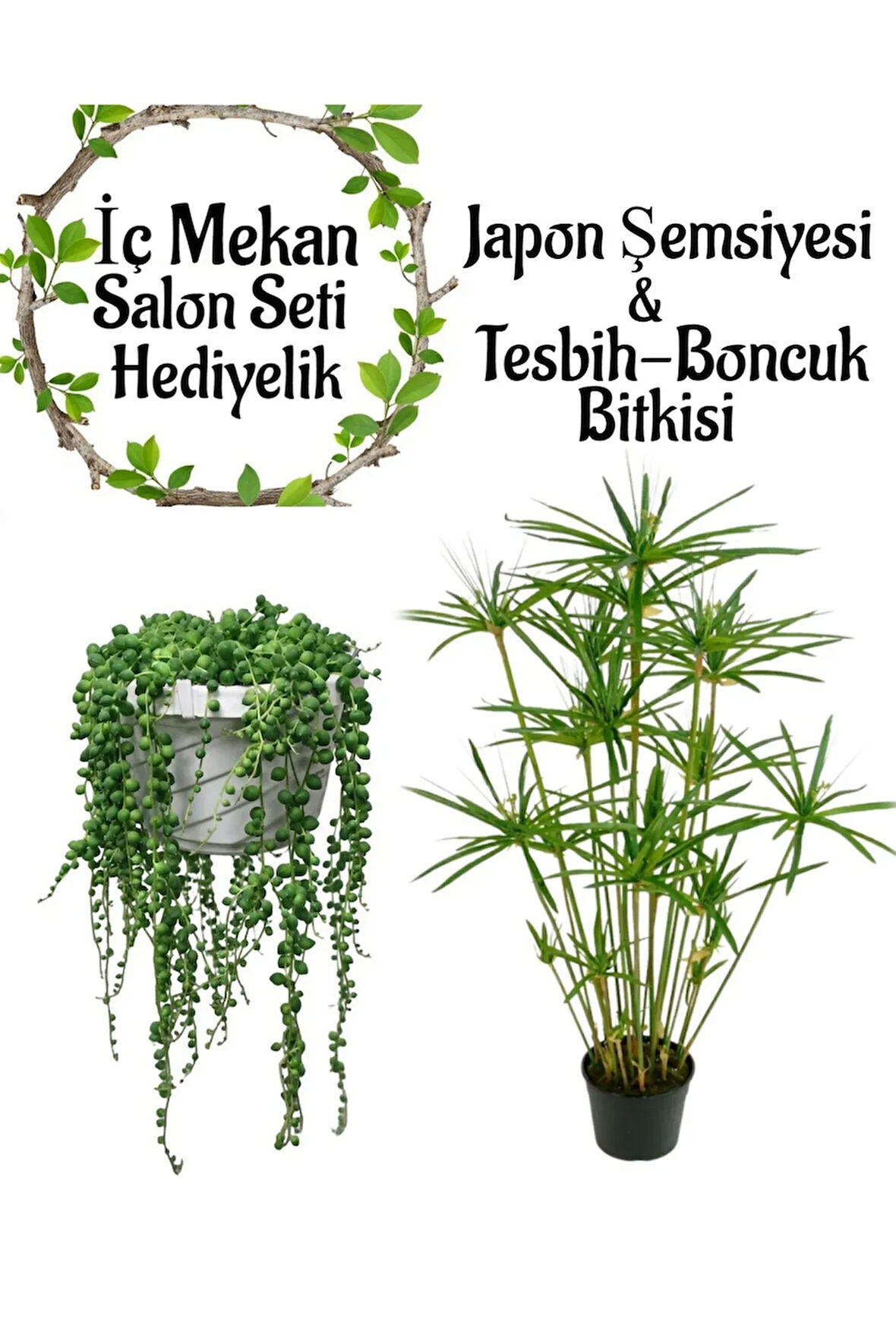 Japon Şemsiyesi(40-60)Cm 1 Adet Saksılı+Tespih Çiçeği(20-30cm)1 Adet Saksılı