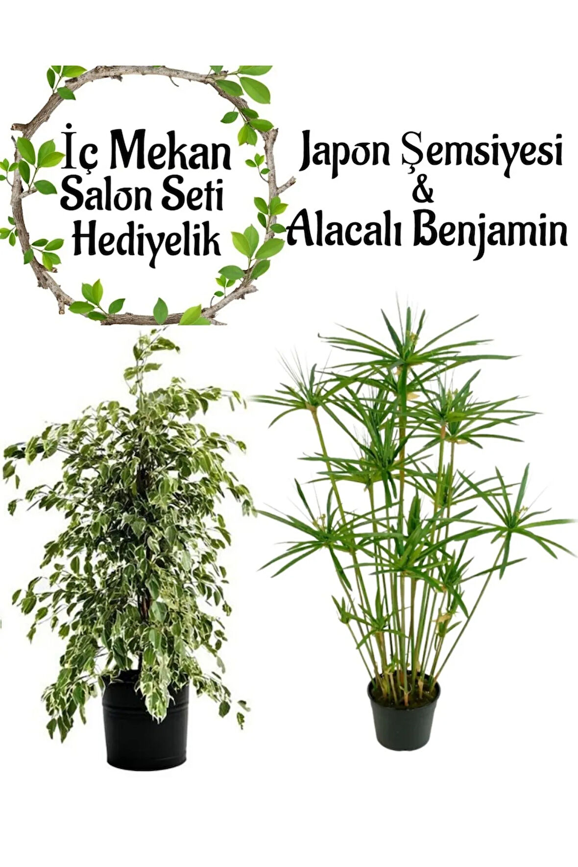 Japon Şemsiyesi(40-60)Cm 1 Adet Saksılı+ Alacalı Benjamin Bitkisi(40-60)1 Adet Saksılı