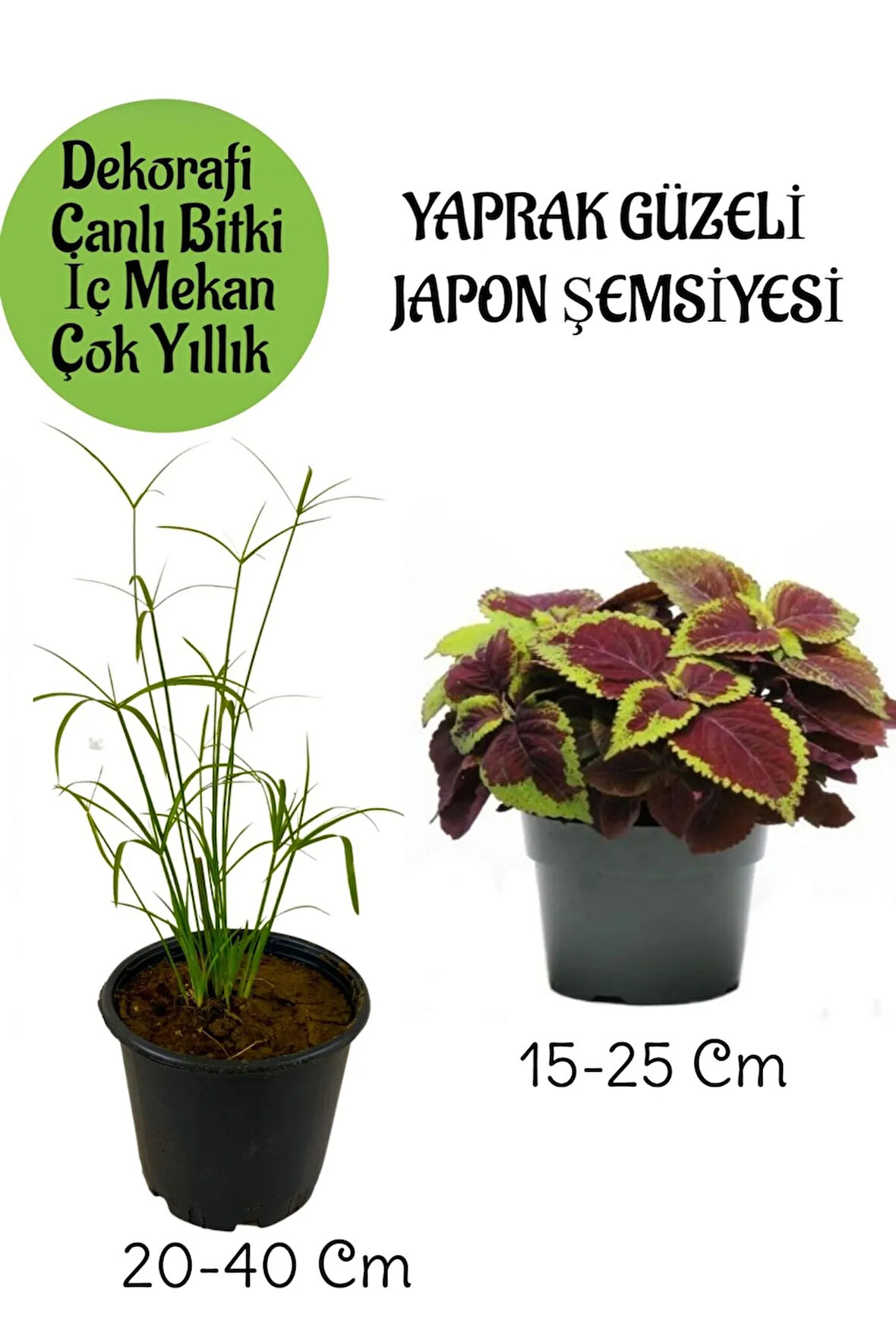 Japon Şemsiyesi 1 Adet Saksılı+ Yaprak Güzeli Çiçeği 1 Adet Saksılı Salon Bitkisi