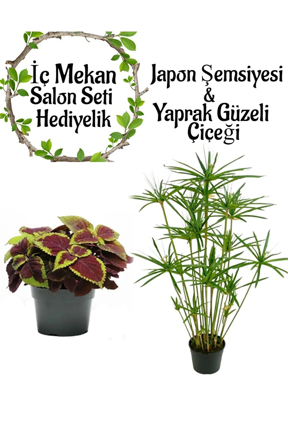 Japon Şemsiyesi(40-60)Cm 1 Adet Saksılı+Dolgun Yaprak Güzeli Çiçeği1 Adet Saksılı