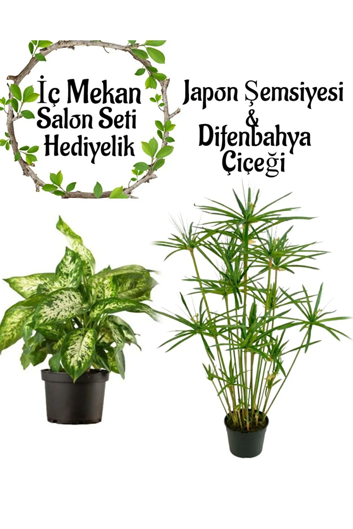 Japon Şemsiyesi(40-60)Cm 1 Adet Saksılı+Didenbahya Çiçeği(20-40cm)1 Adet Saksılı