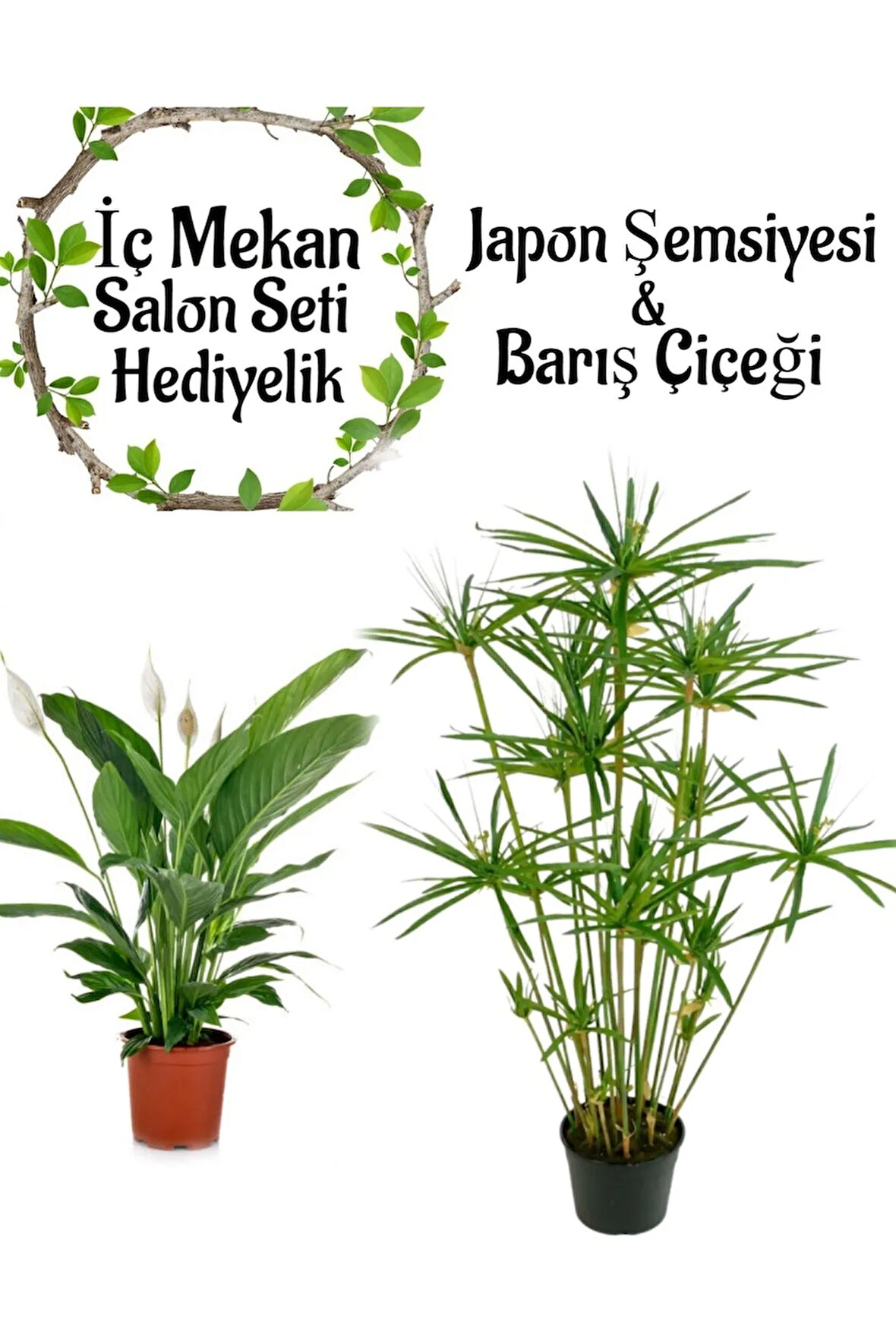 Japon Şemsiyesi(40-60)Cm 1 Adet Saksılı+Barış Çiçeği(30-40cm)1 Adet Saksılı