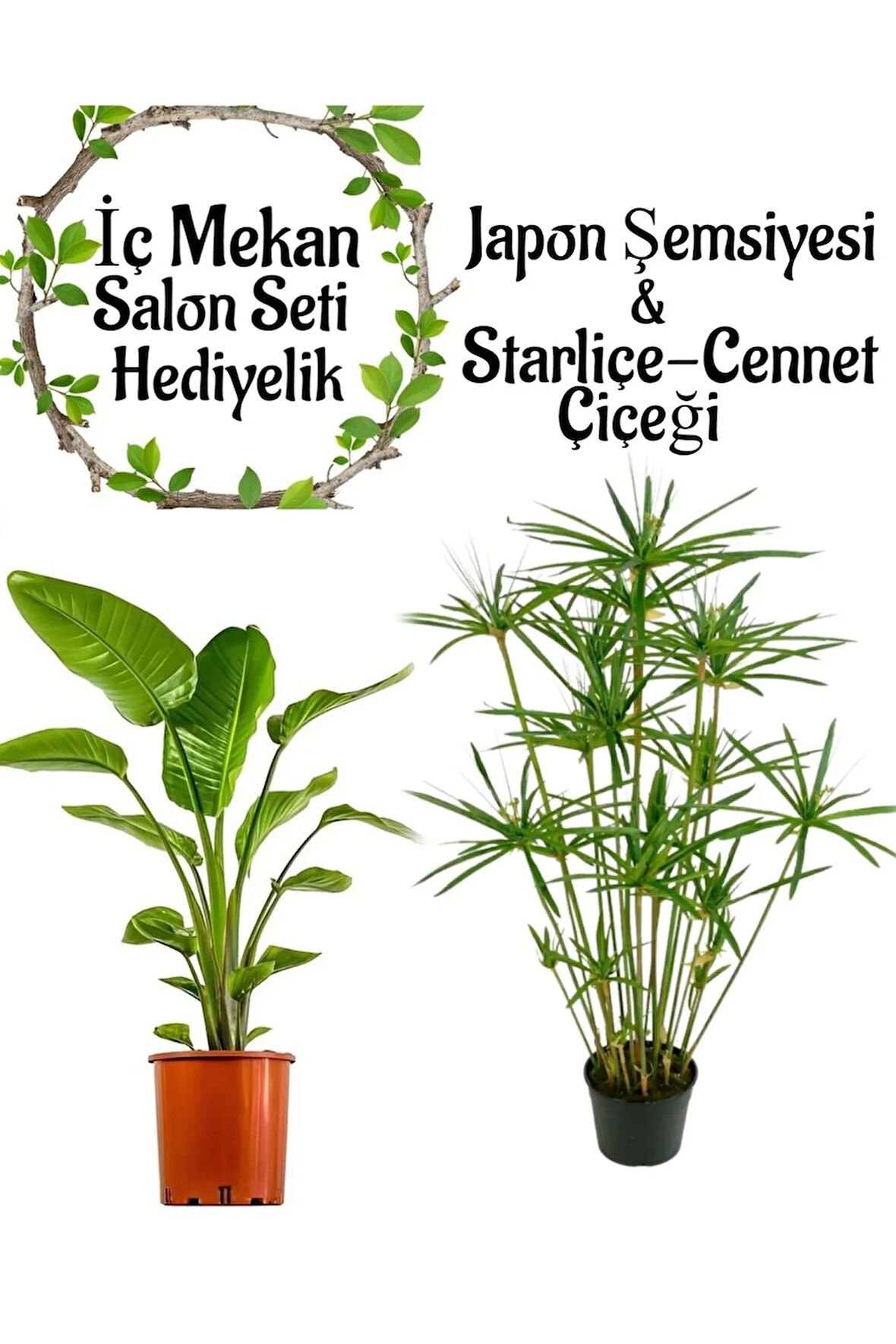 Japon Şemsiyesi(40-60)Cm 1 Adet Saksılı+Starliçe Çiçeği(50-60cm)1 Adet Saksılı