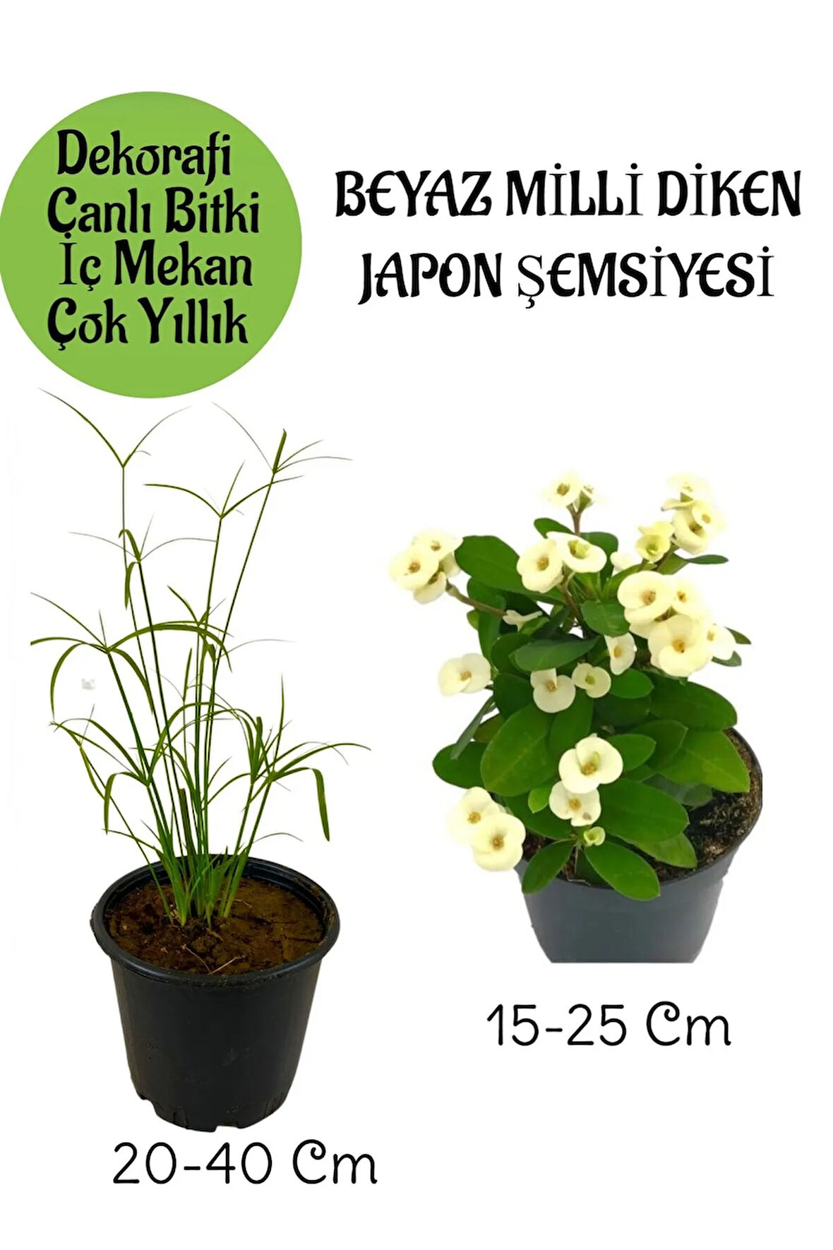 Japon Şemsiyesi 1 Adet Saksılı+Beyaz Milii Dikenler Tacı1 Adet Saksılı Salon Bitkisi